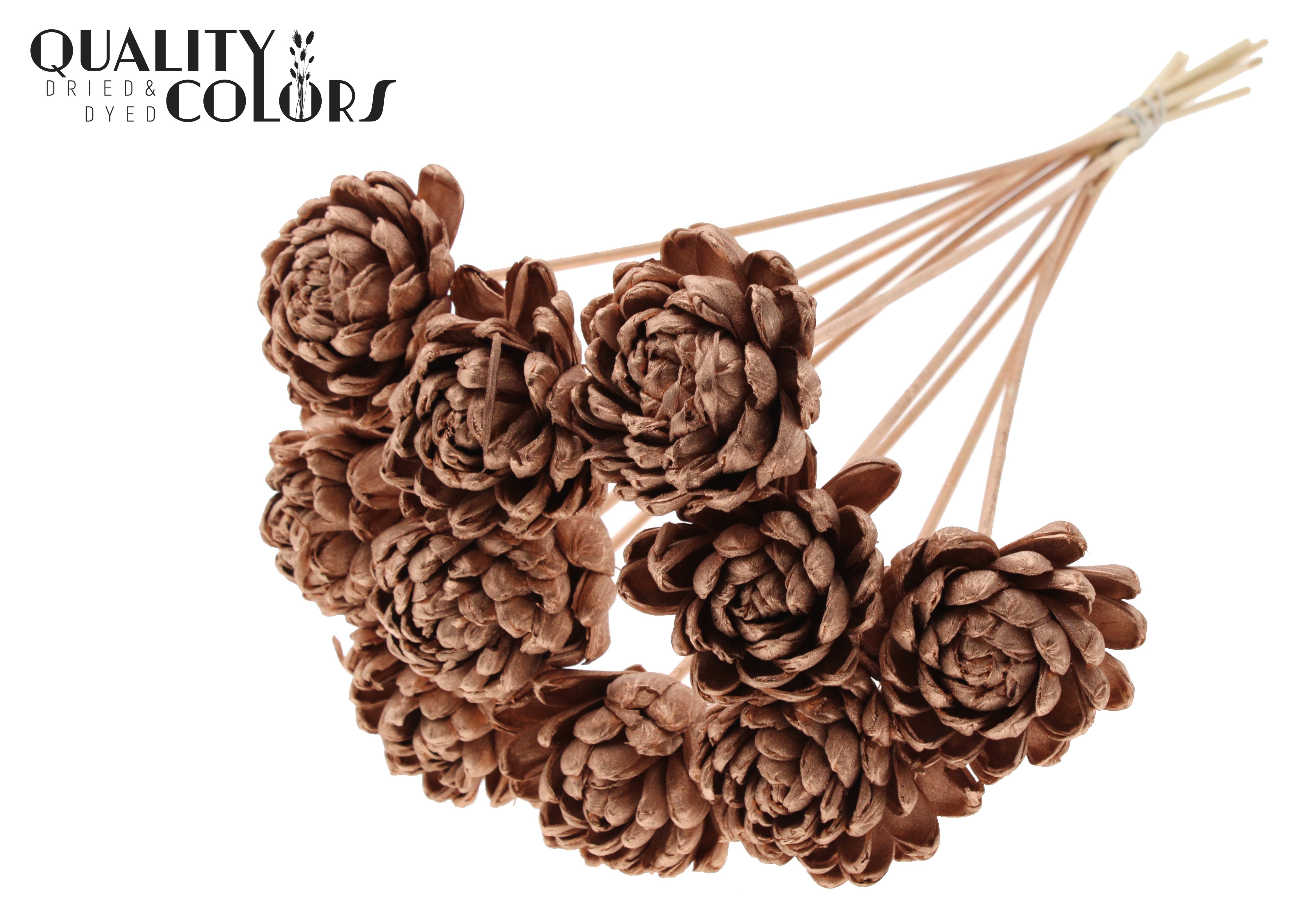 Shola Beauty Rose Copper 50cm