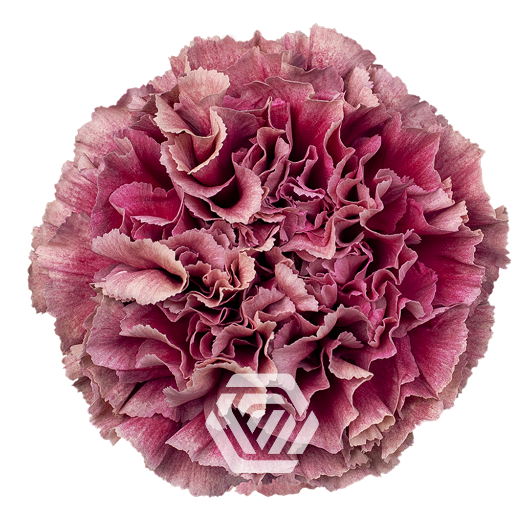 Di St Merlet Purple 70cm