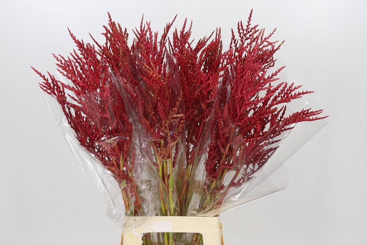 Bromelia Red Paloma