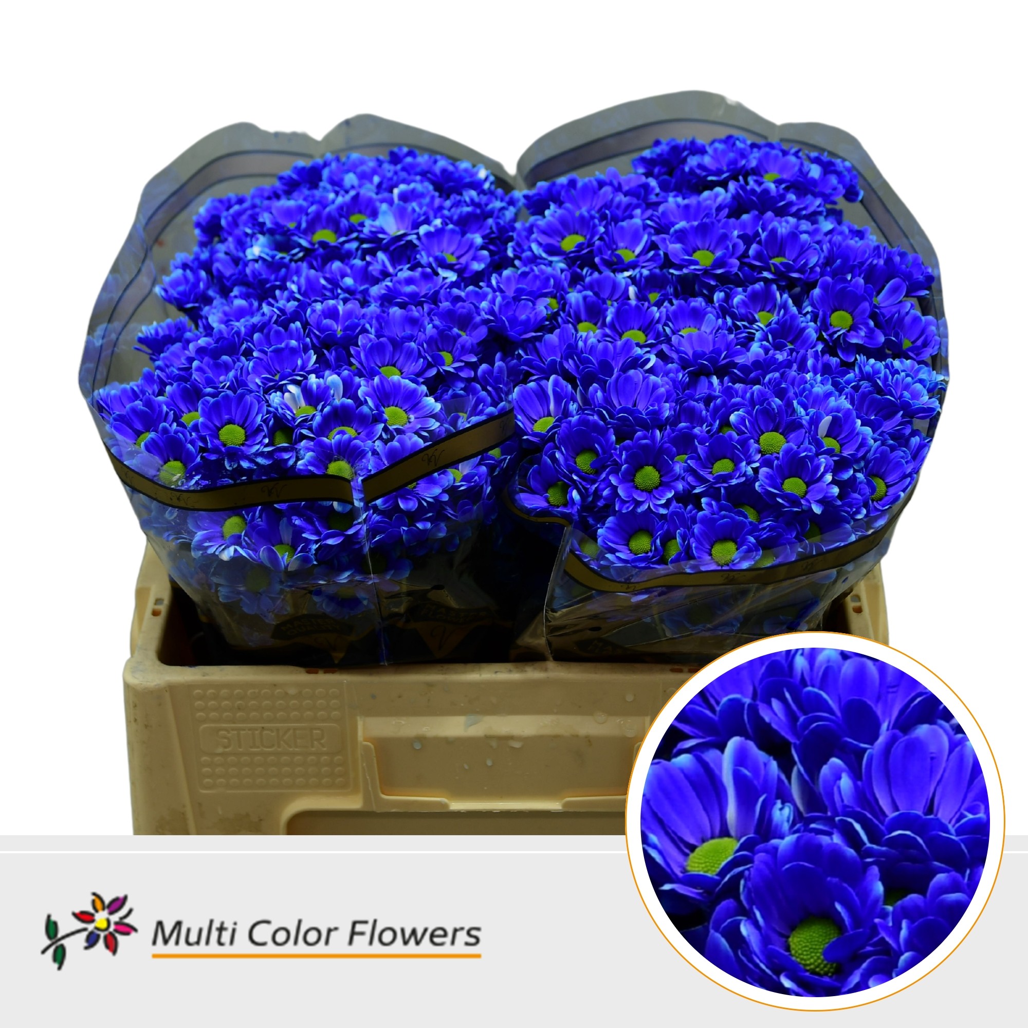 Chrysanth Santini Painted Bowie Dark Blue 55cm 44gr.