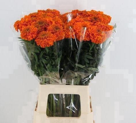 Tagetes Promise Orange 70cm