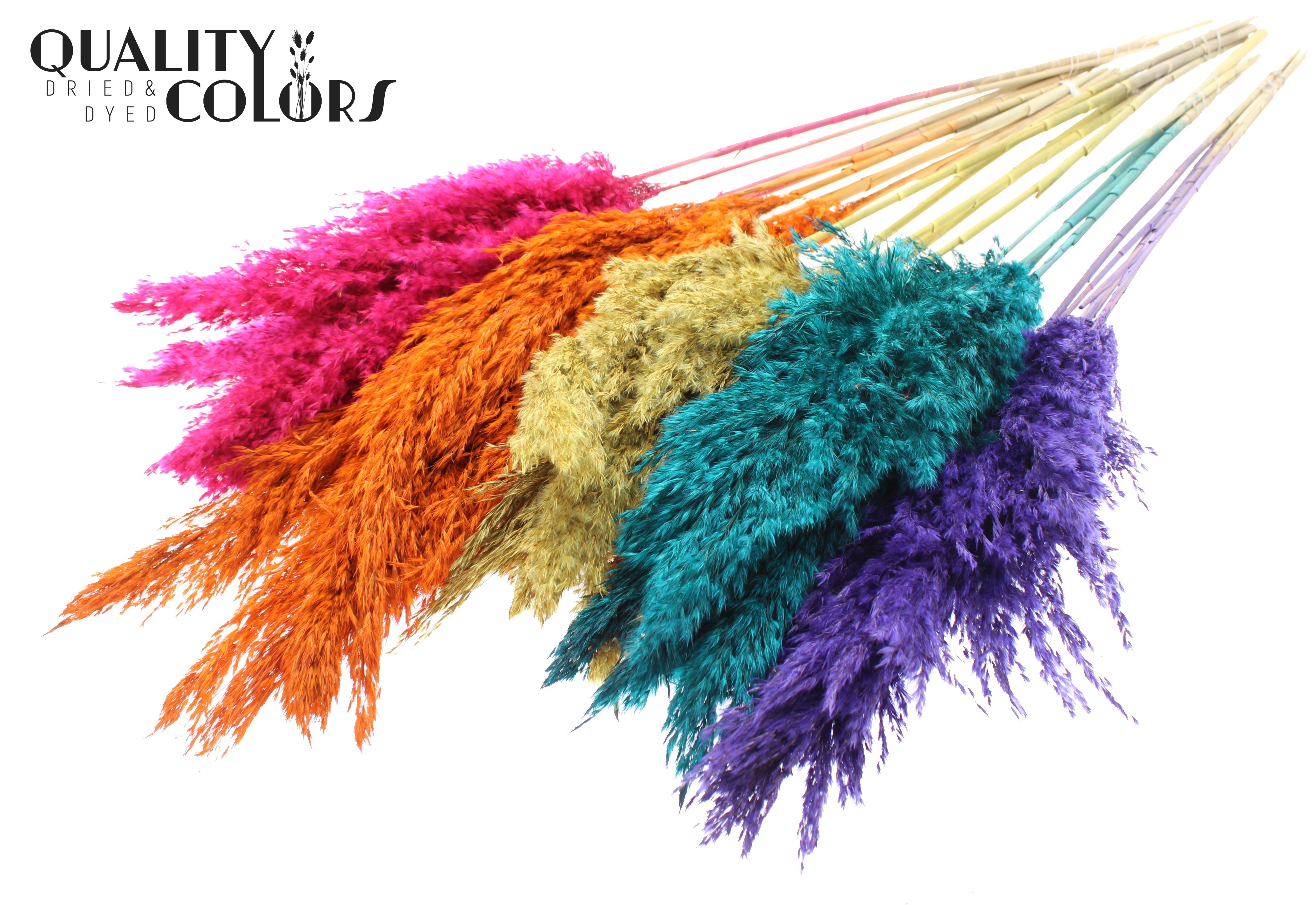 Pampas Grass Mix Per Bunch 100cm