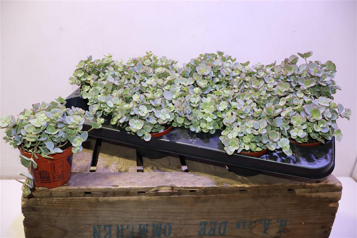 Sedum Sieboldii