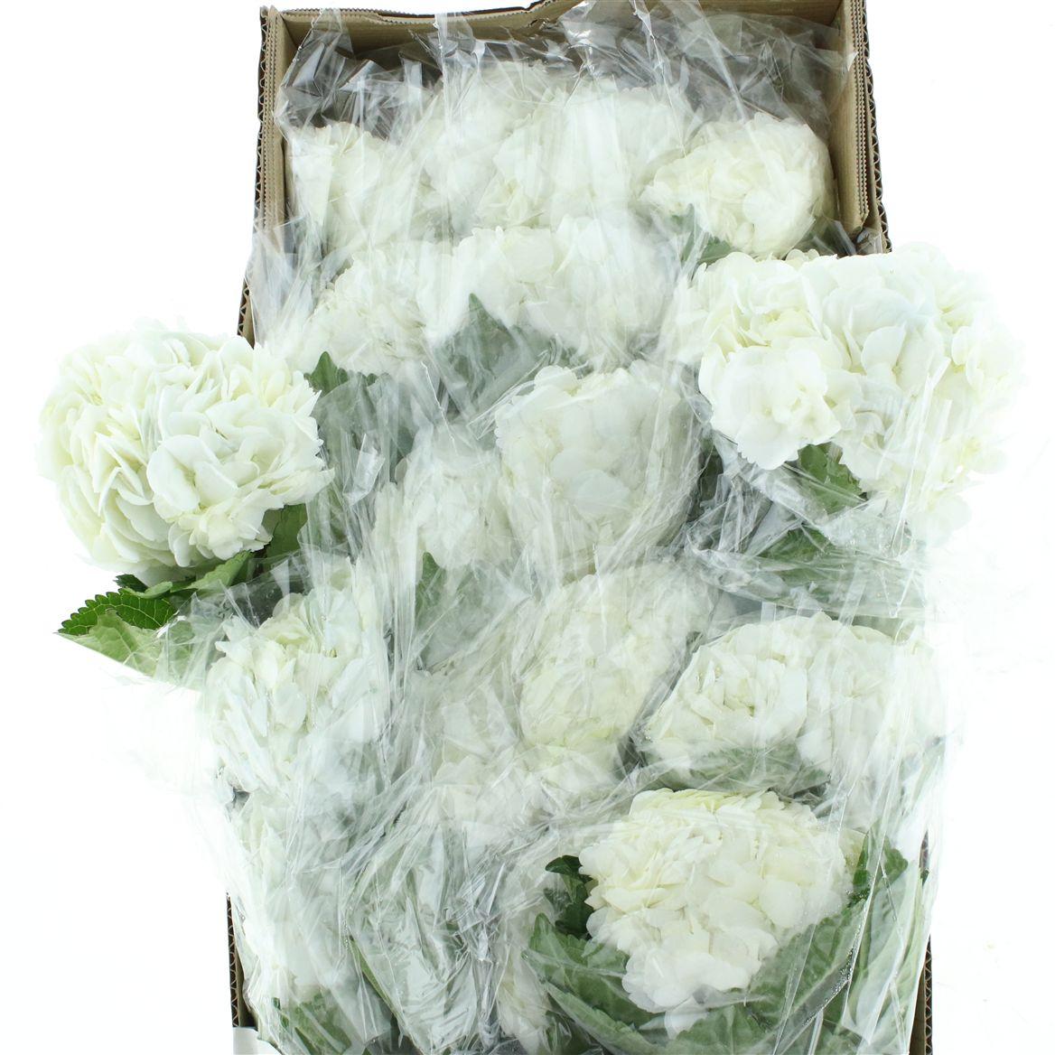 Hydr M White Select