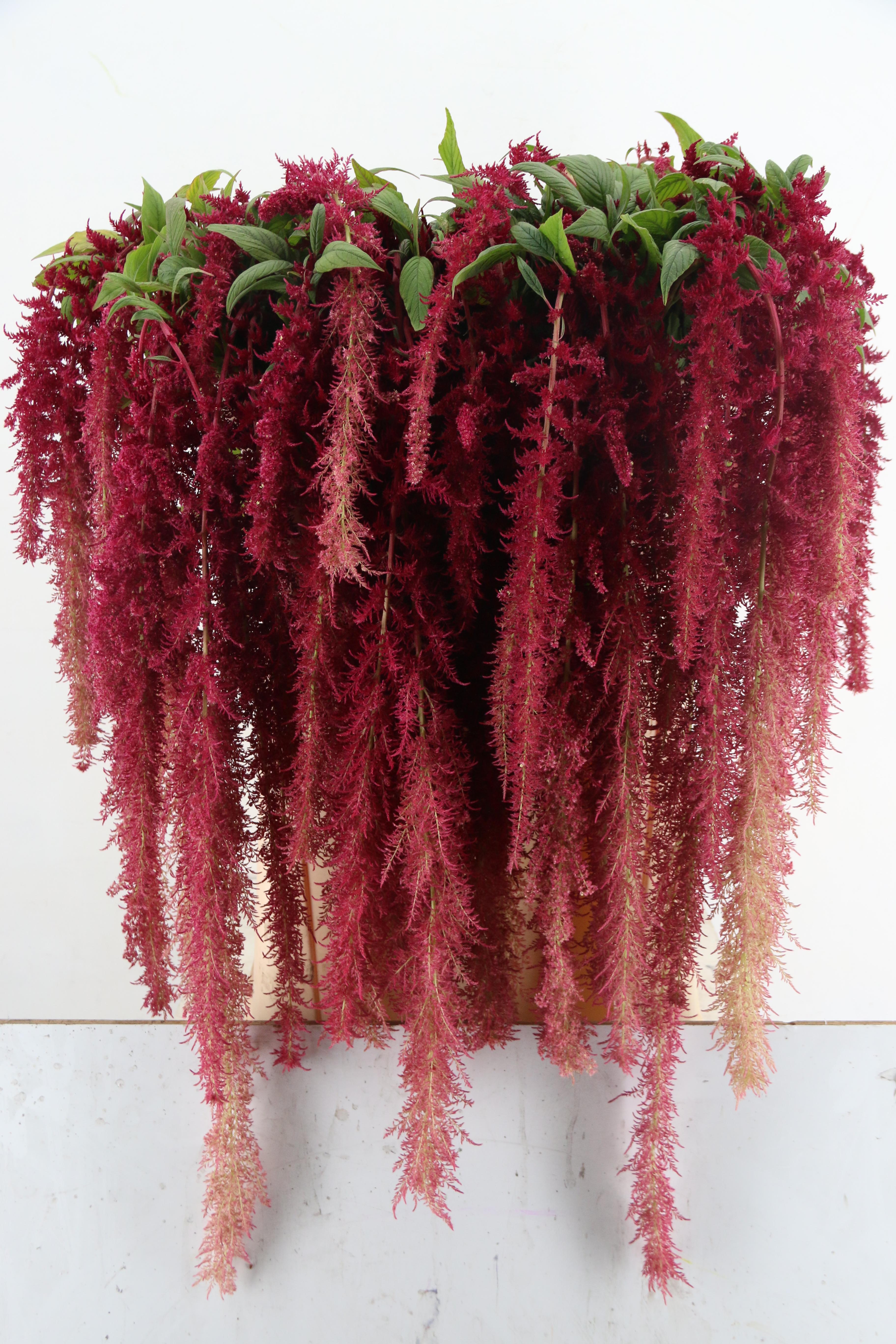 Amaranthus Caudatus Red Spider 80cm