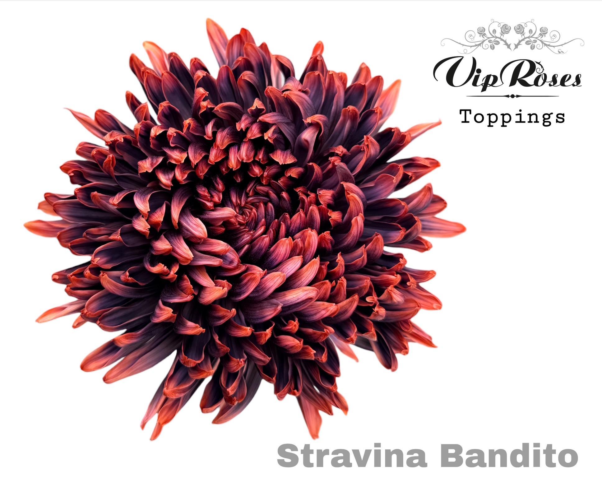Chr G Stravina Bandito 65 cm