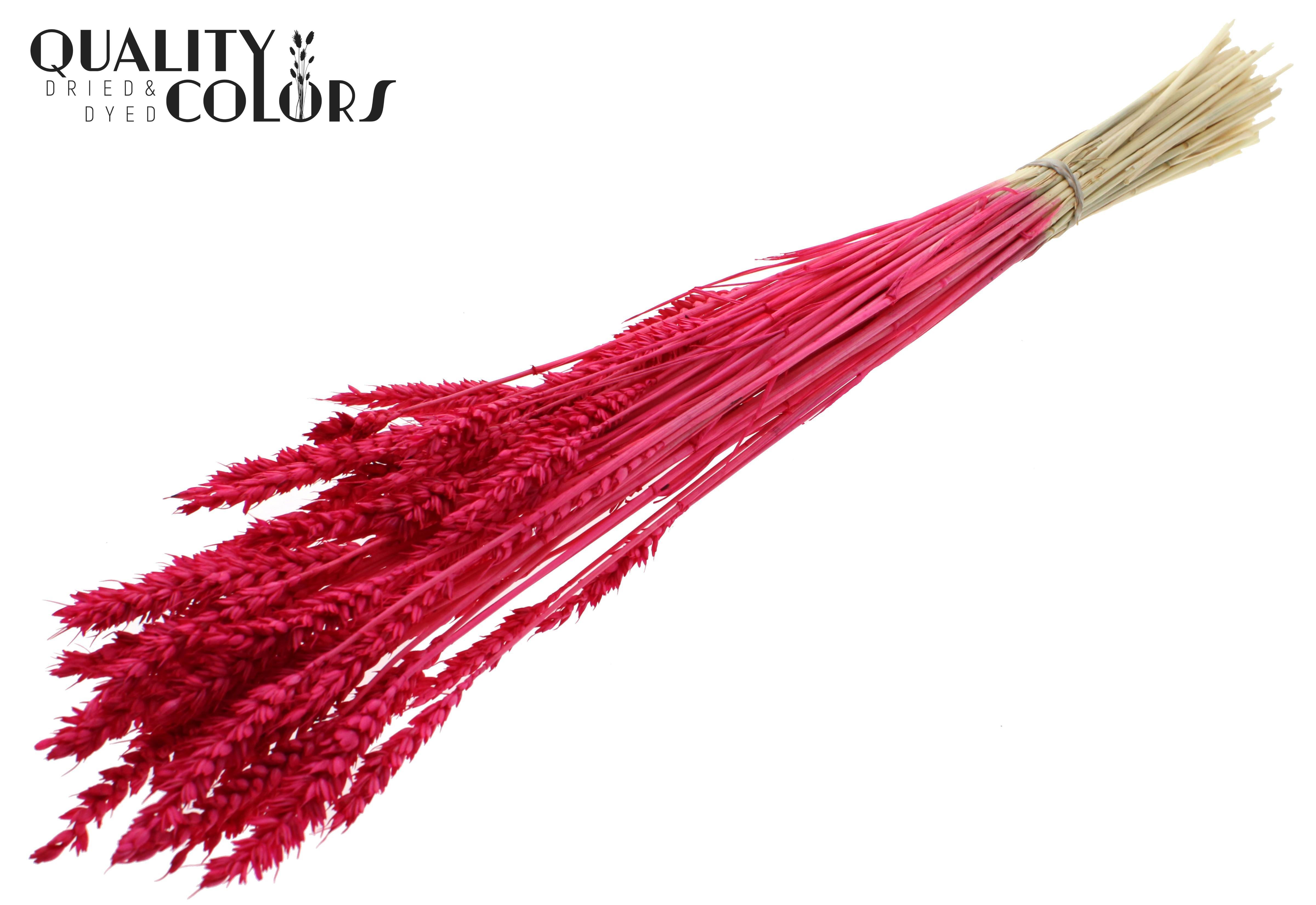 Triticum Intense Cerise Per Bunch 60cm