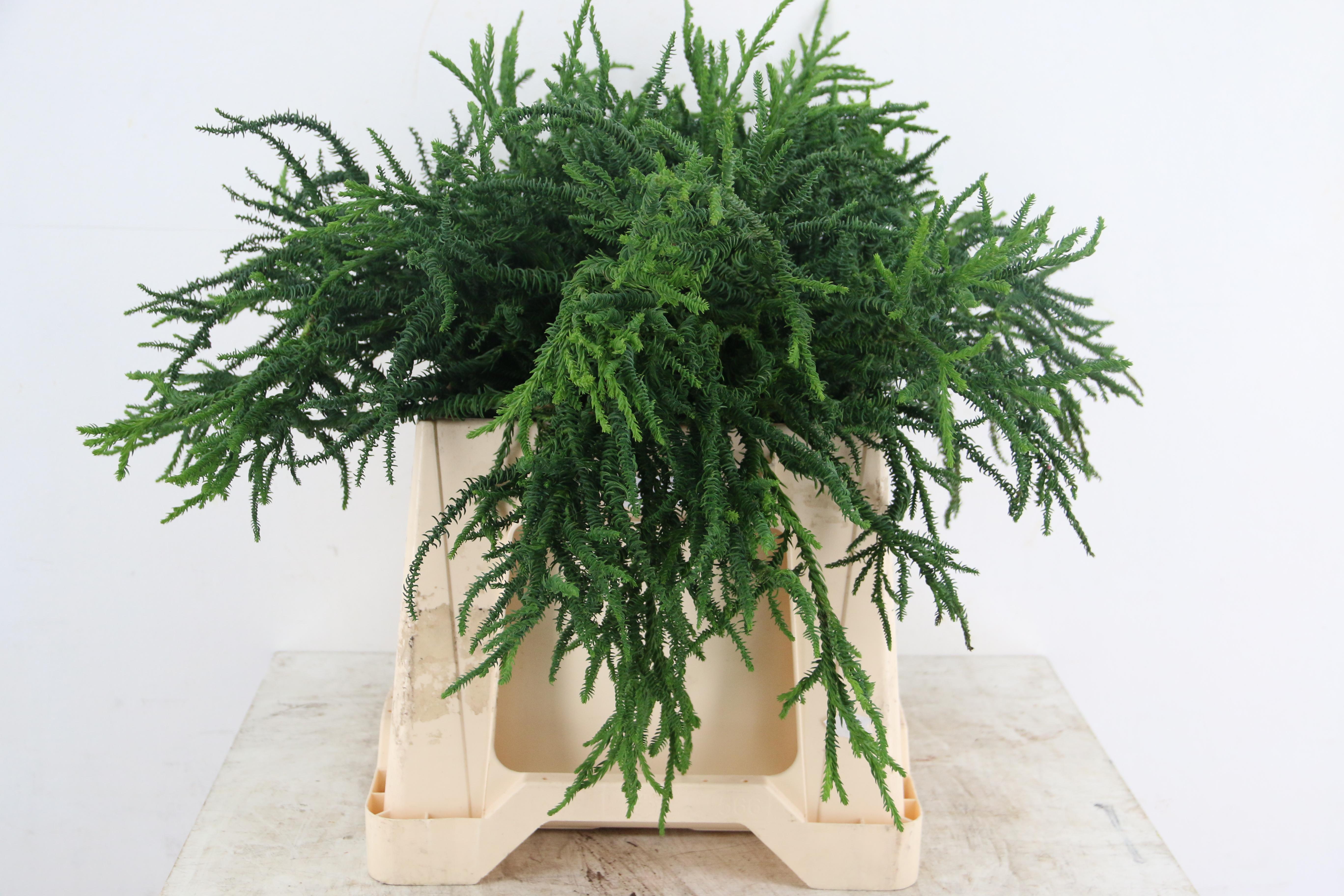 Coniferen Green 40cm
