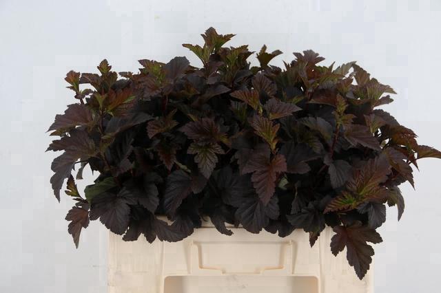 Physocarpus Opulifolius Diabolo 65cm