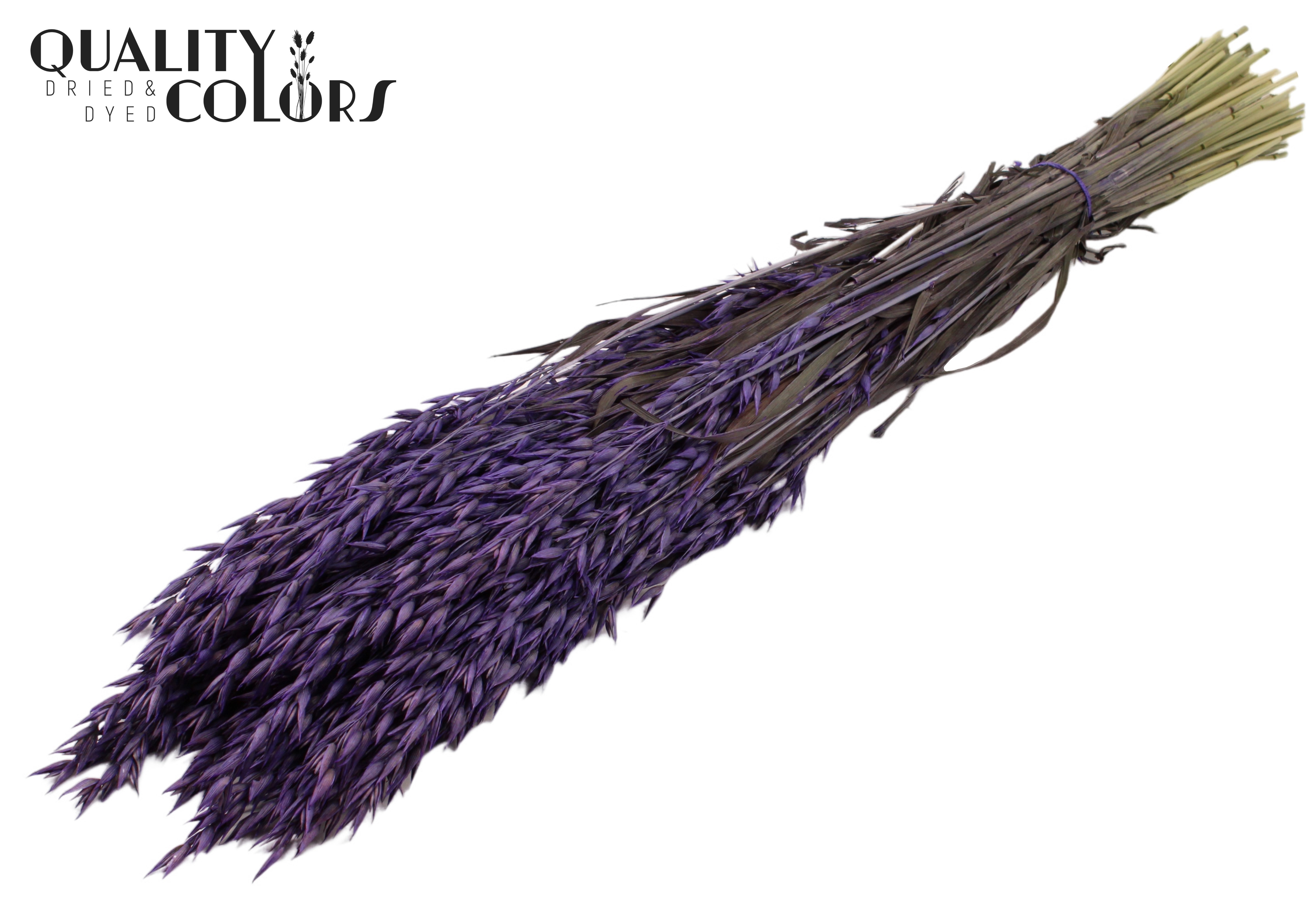 Avena Purple Per Bunch 60cm