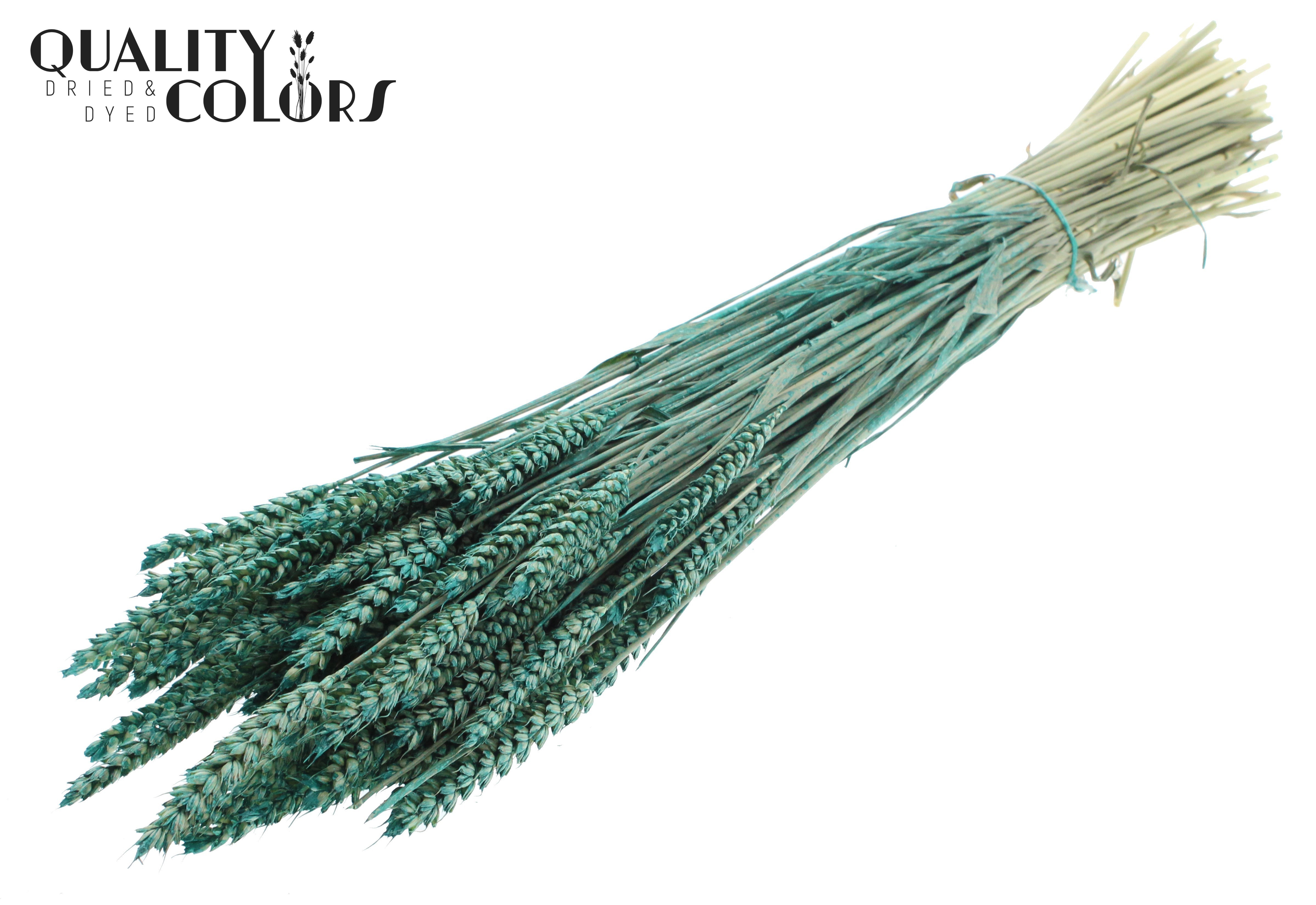 Triticum Pearl Turquoise Per Bunch 60cm