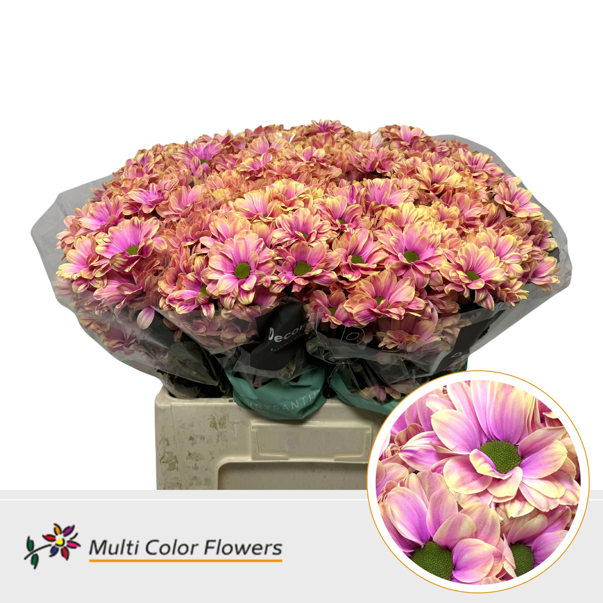 Chrysanth Spray Painted Kennedy Solero 60cm