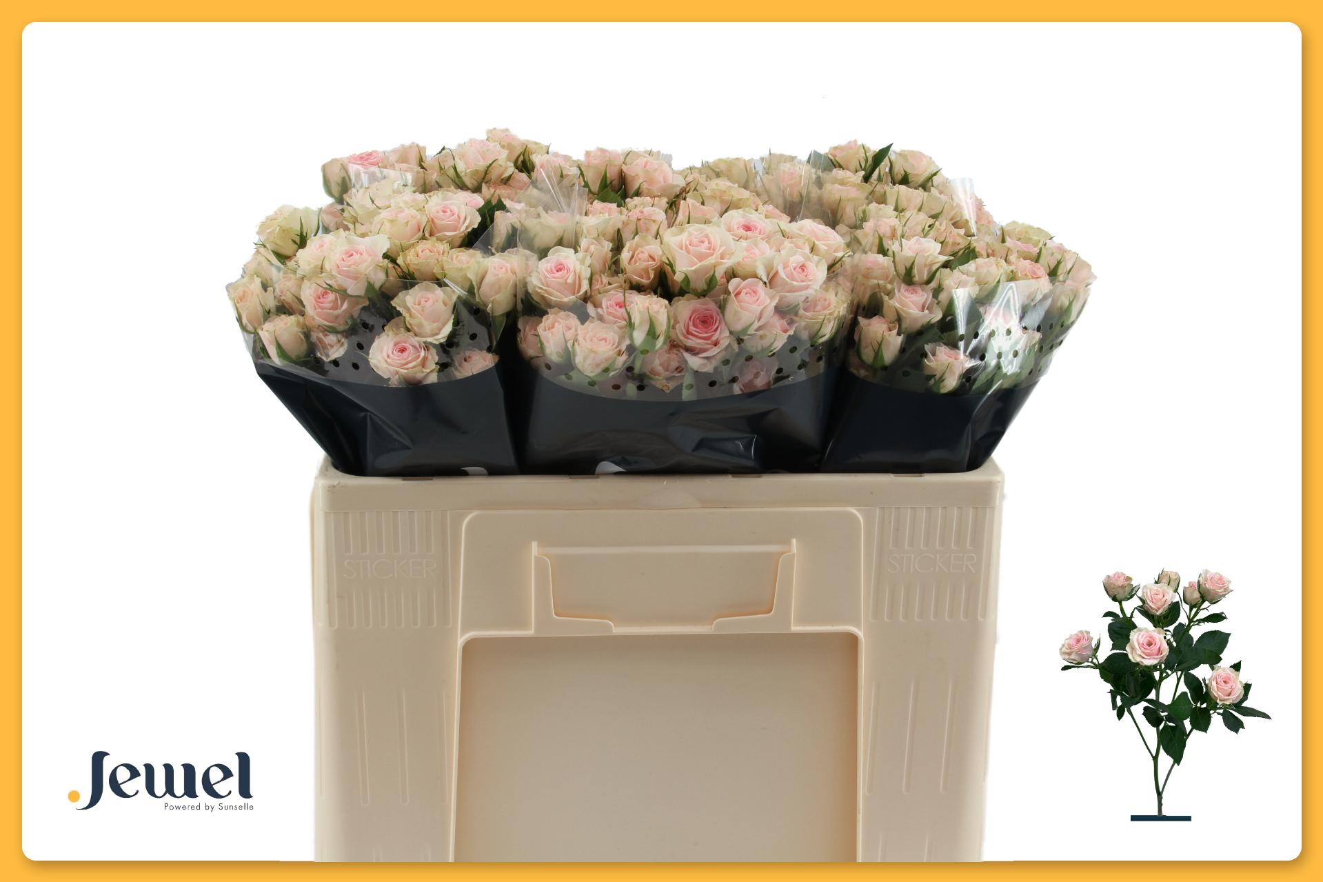 Rosa Spr Severina 50cm