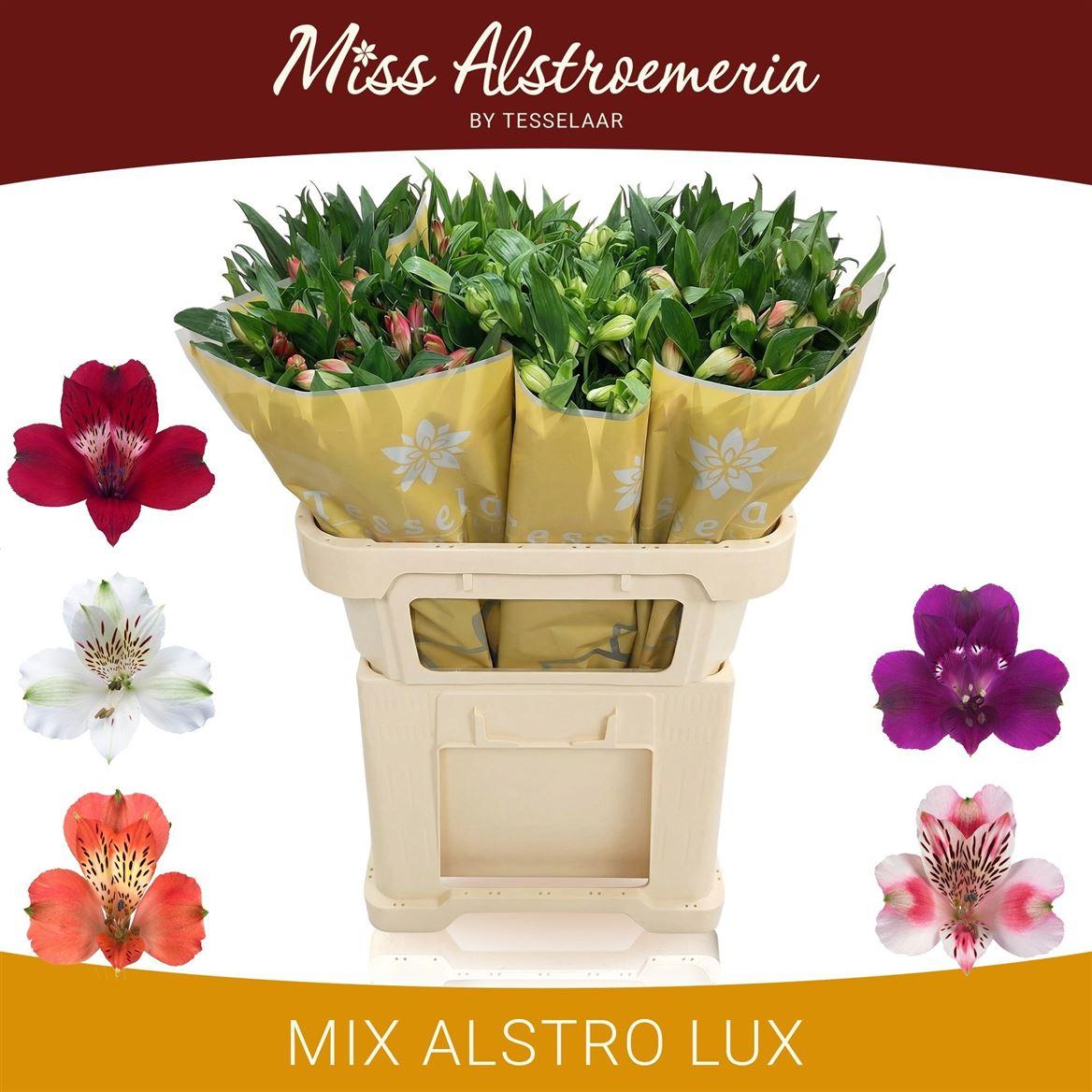 Alstr Gem In Fust