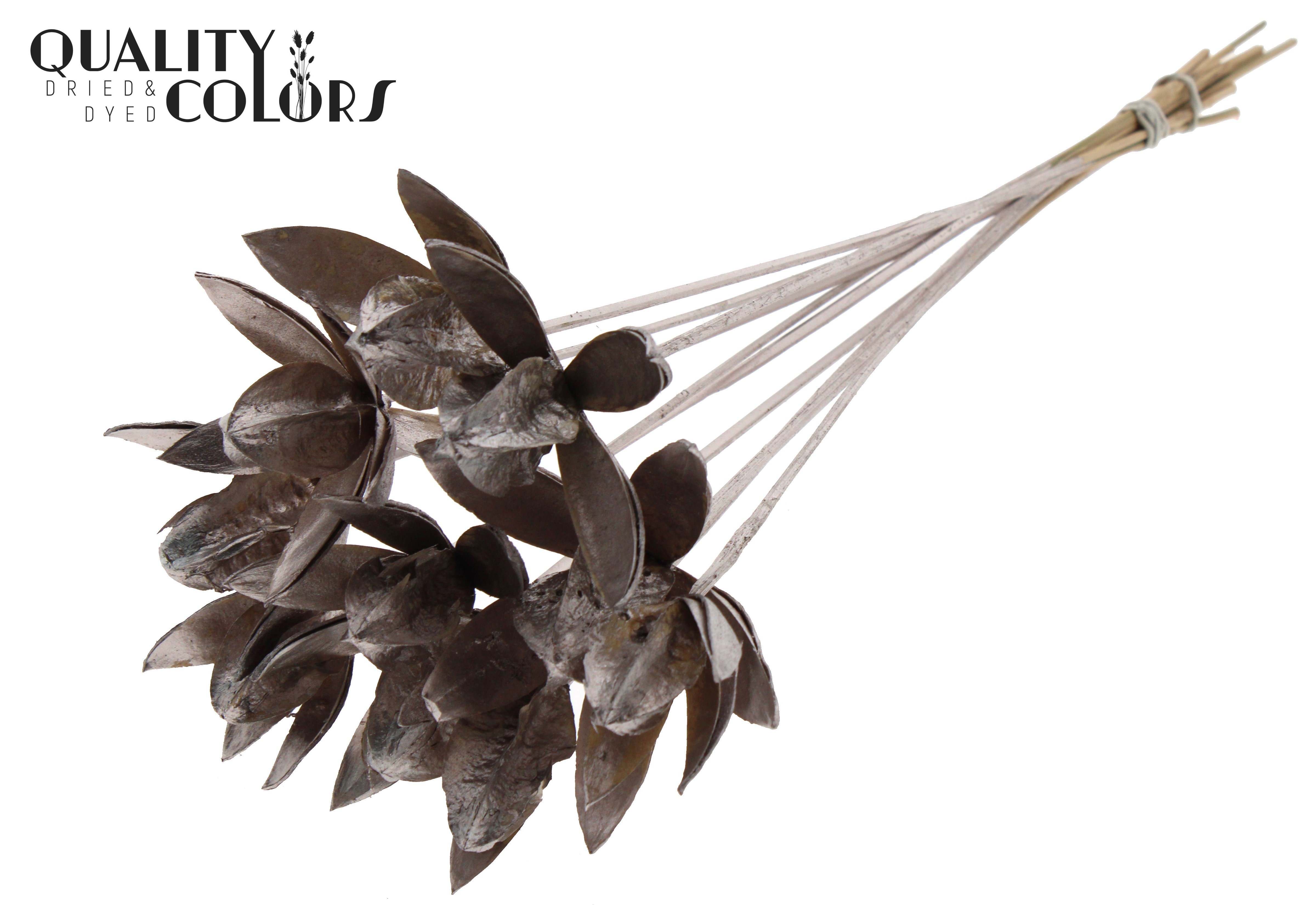 Wild Lilly Champagne 50cm
