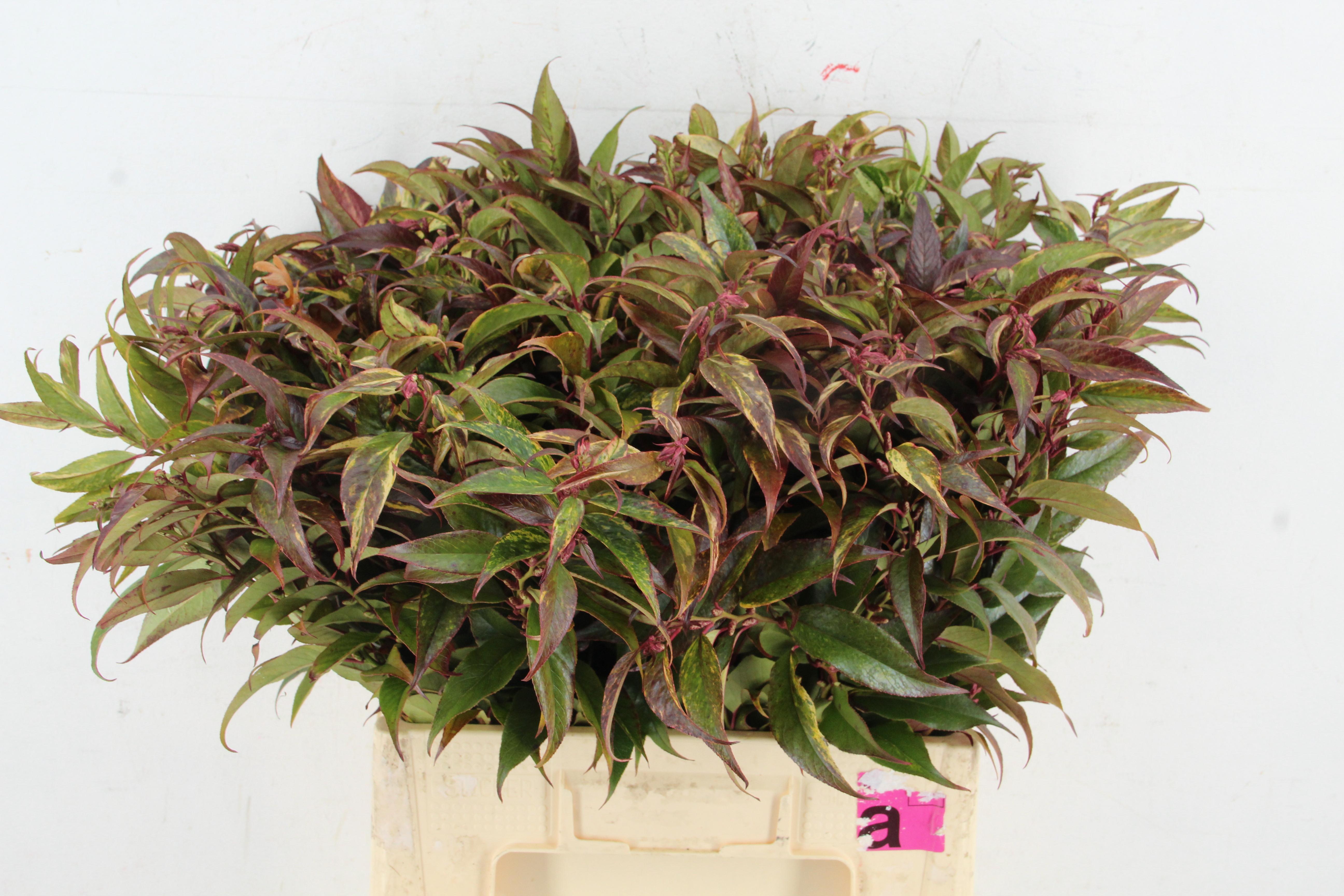 Leucothoe Fontanesiana Rainbow 60cm