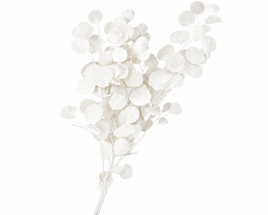 Dried Bleached Eucalyptus Populus