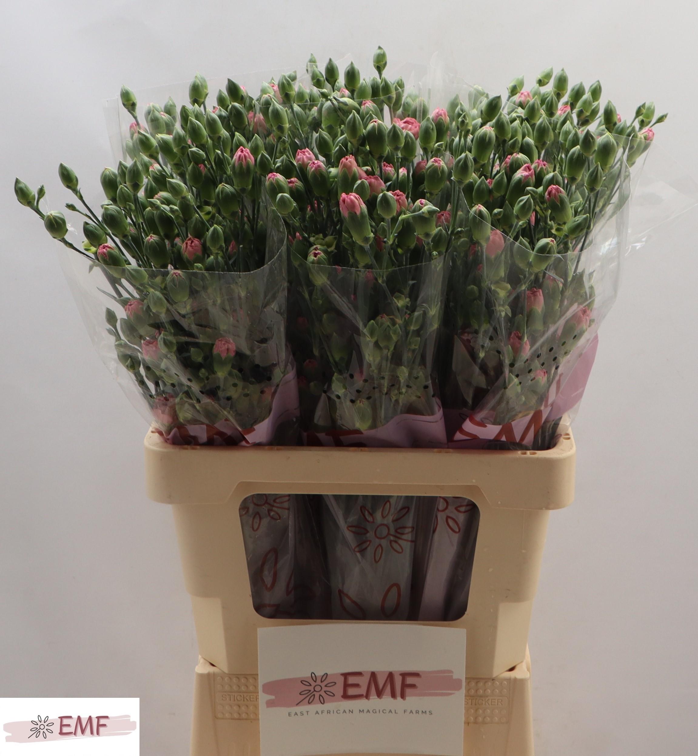 Dianthus Spray Mocha Sweet 60cm