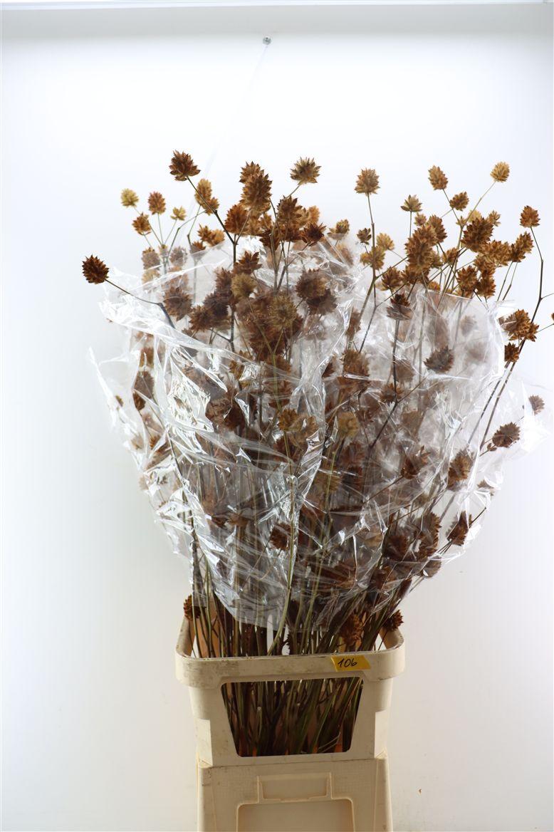 Glycyrrhiza Y Zoethout 130cm P Stem
