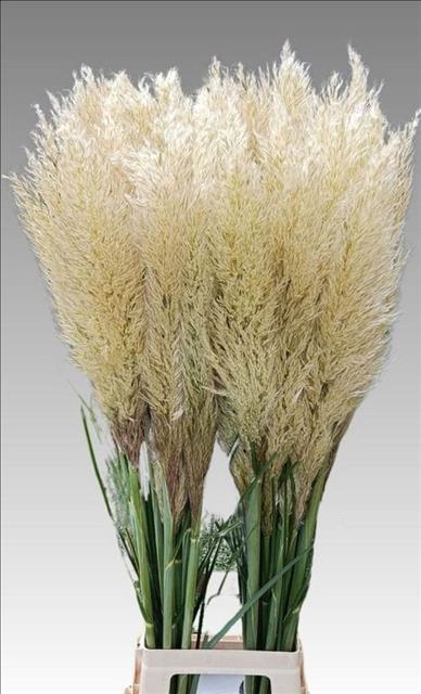 Cortaderia Selloana Evita