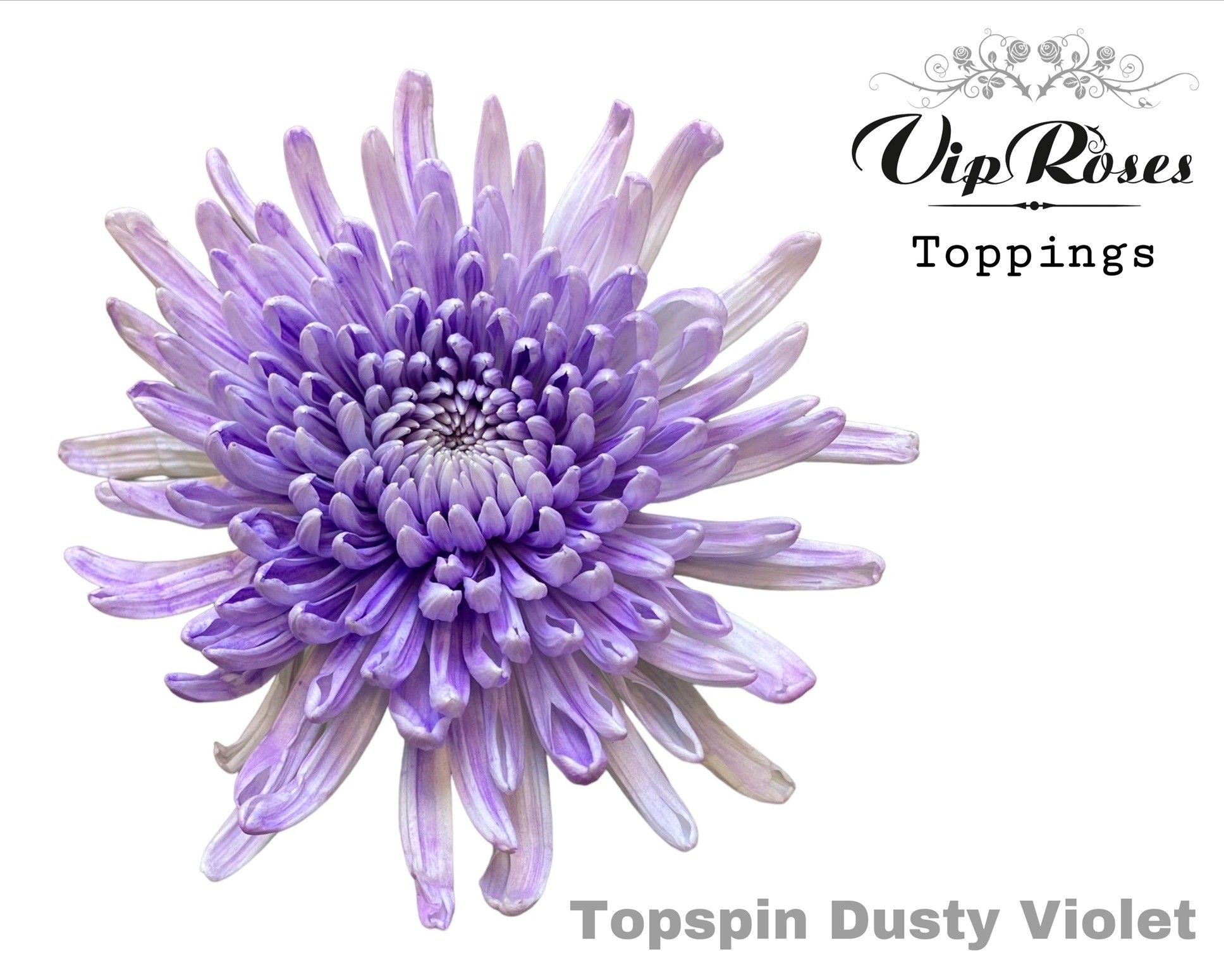 Chr G Topspin Dusty Violet 70 cm