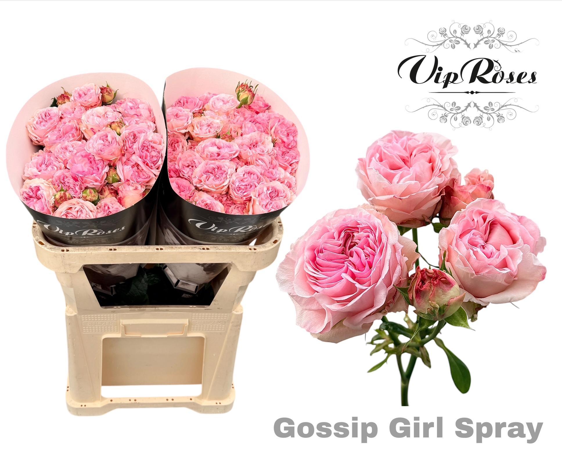 R Tr Gossip Girl 70 cm