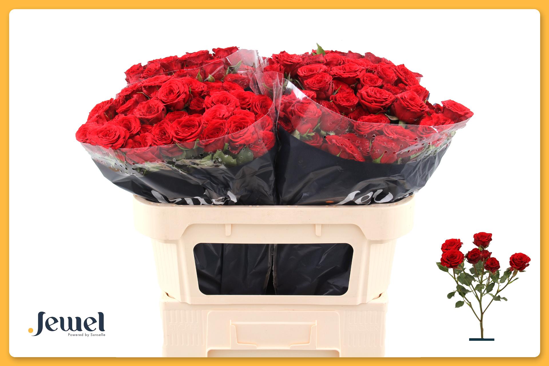 R Tr Velvet Blossoms 70cm