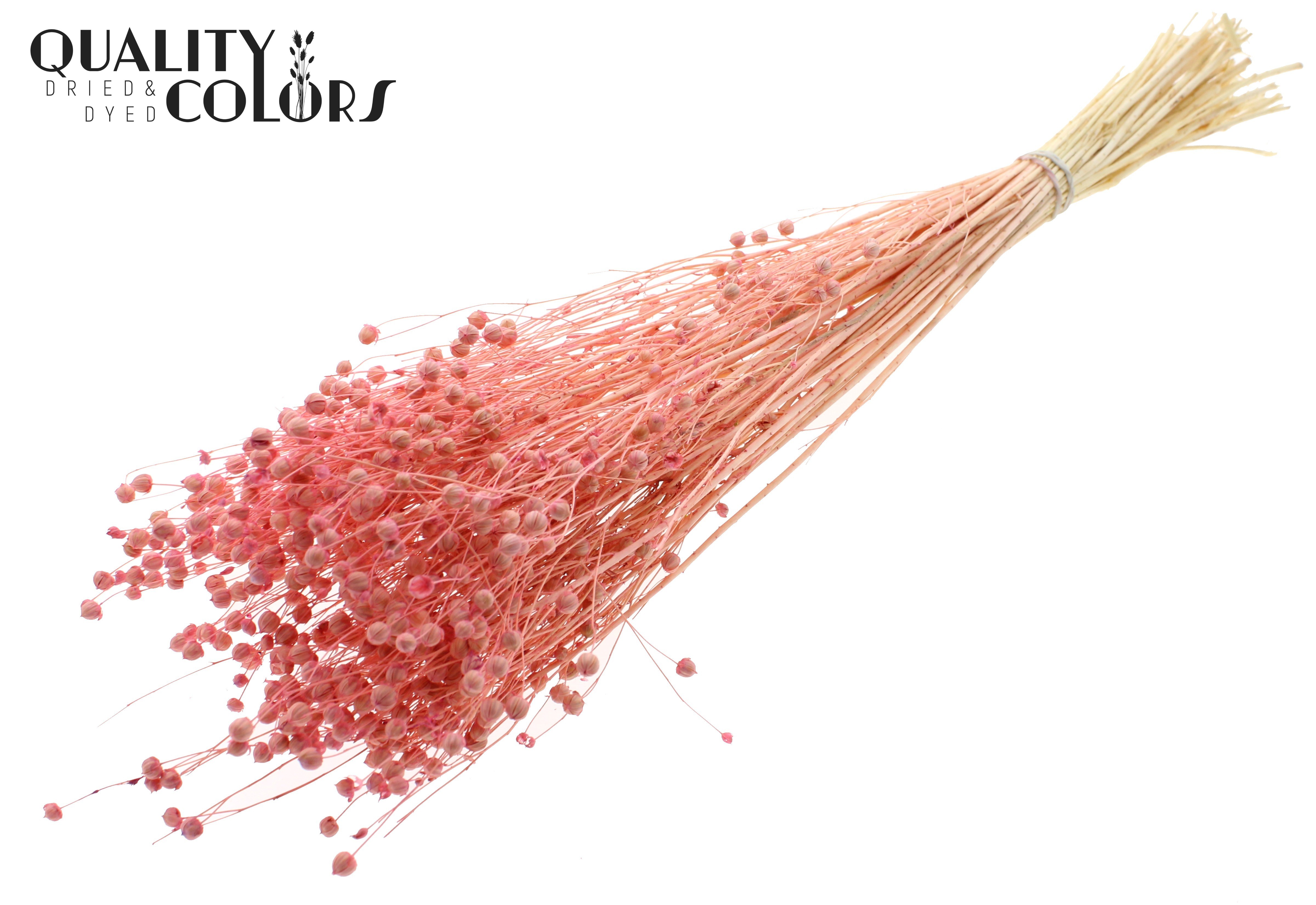 Lino Flax Intense Frosted Pink Per Bunch 70cm