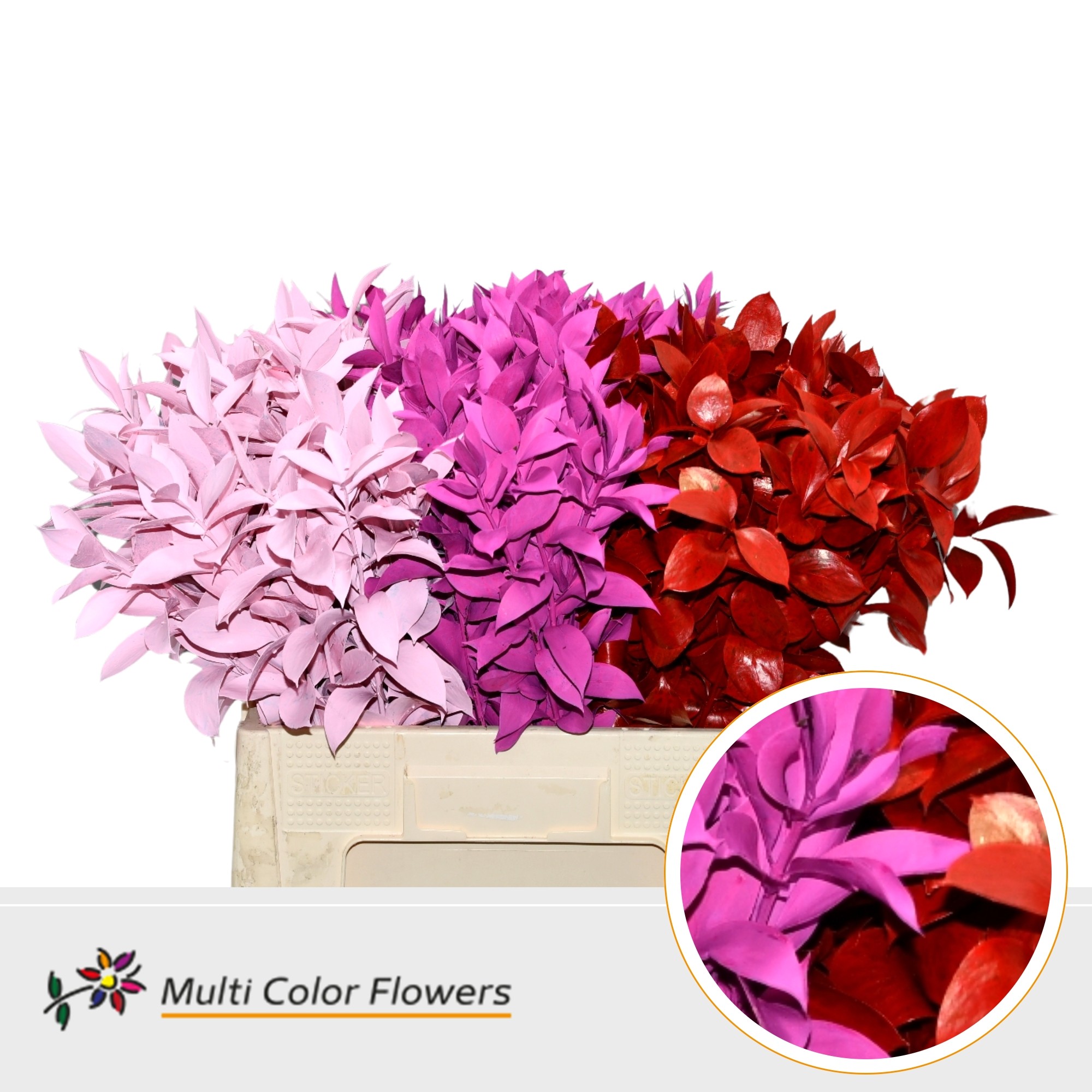 Ruscus Painted Hypophyllum Love Mix 60cm