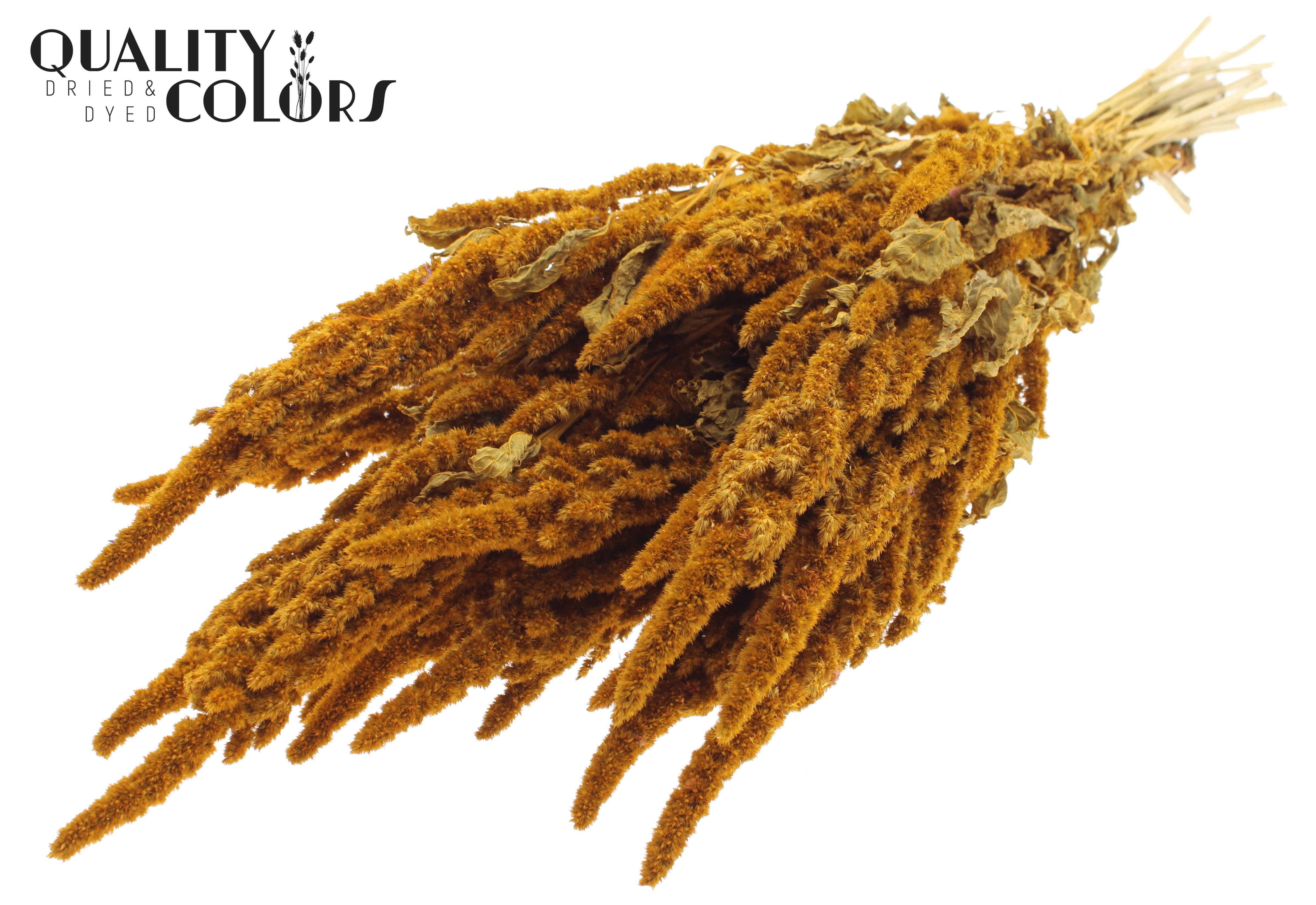 Amaranthus Apricot Per Bunch 60cm