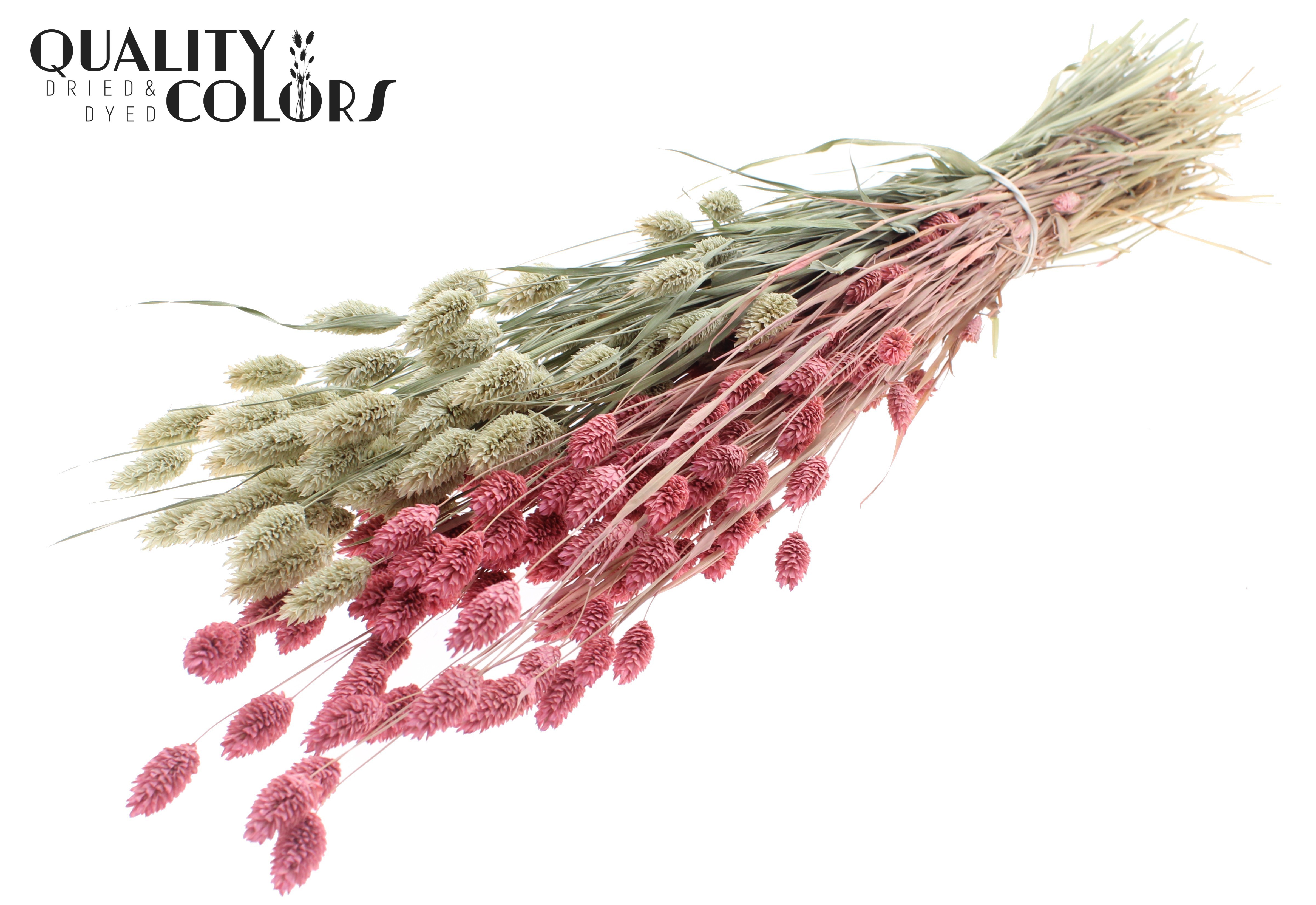 Phalaris Two Tone Frosted Pink Per Bunch 60cm 220gr.