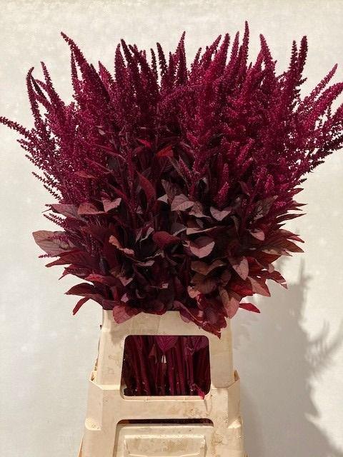 Amaranthus Cruentus Velvet 80cm