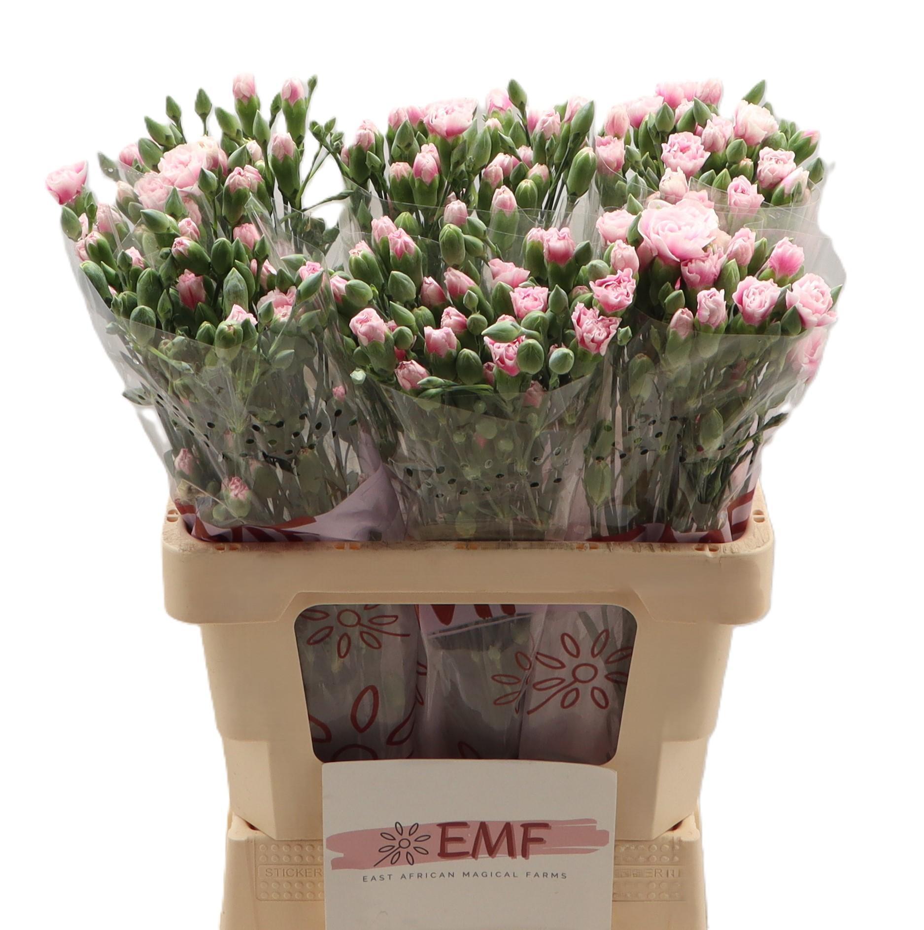 Dianthus Spray Fancy Frill 65cm