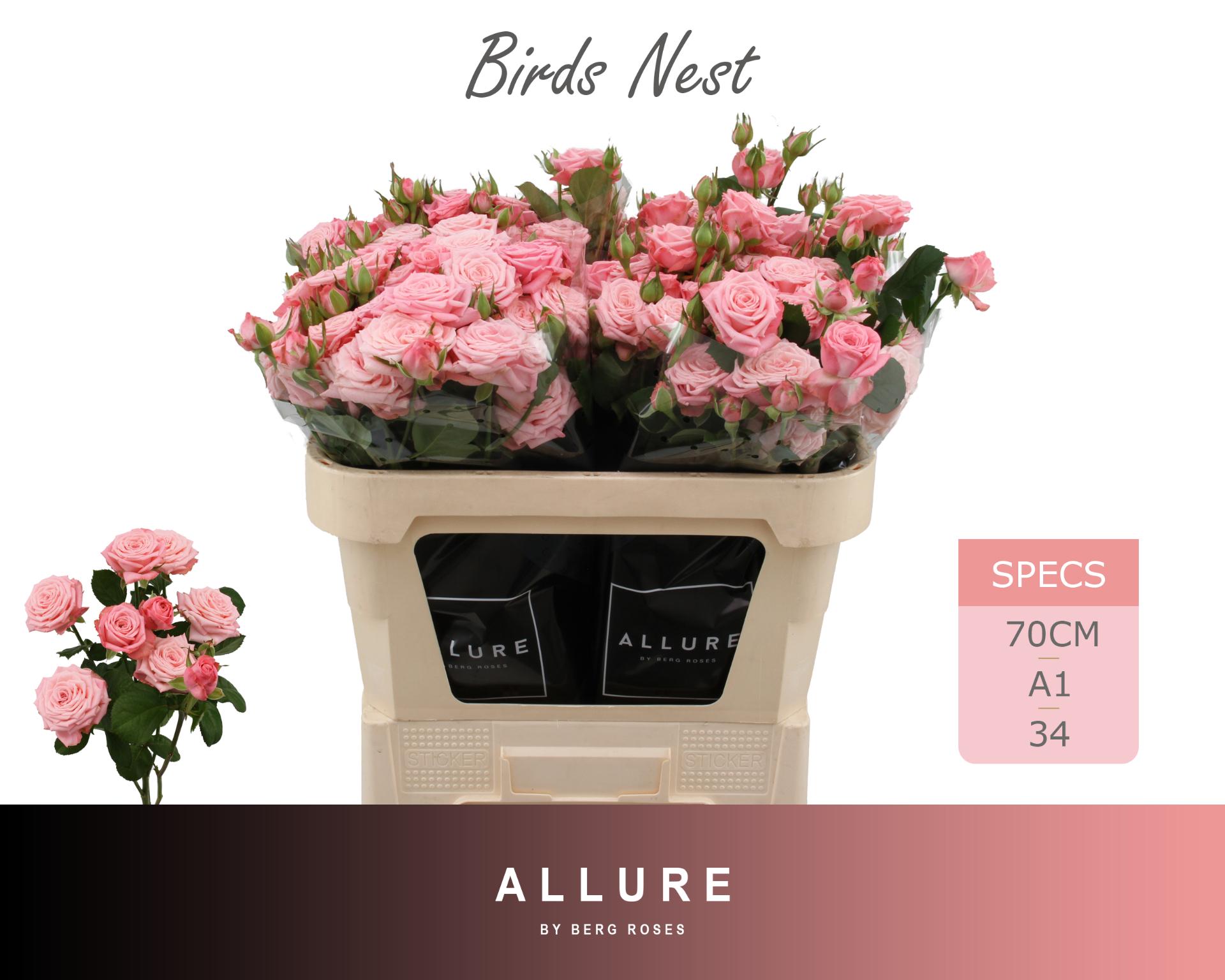 Rosa Spr Birds Nest+ 70cm