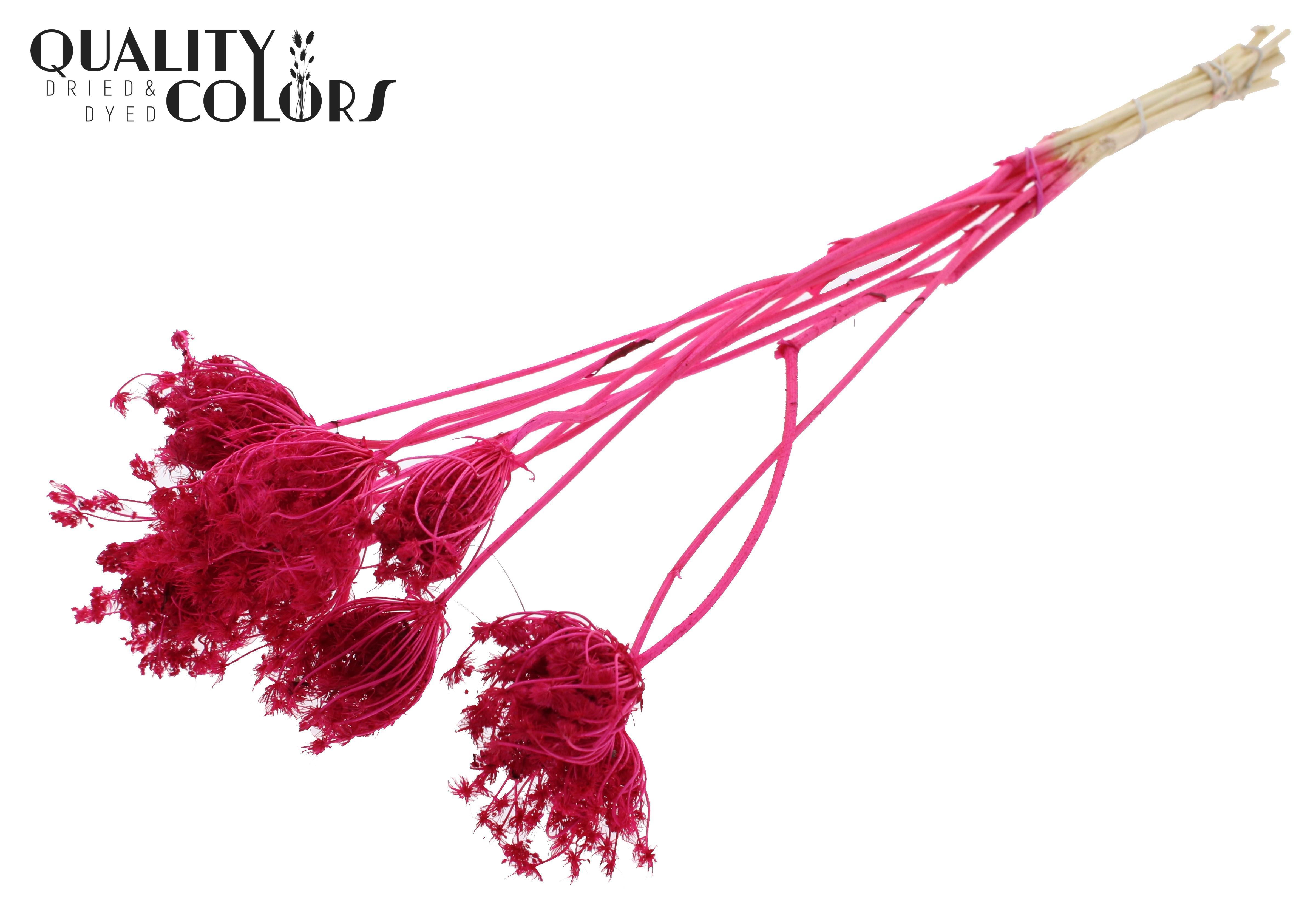 Ammi Majus Intense Cerise Per Bunch 50cm