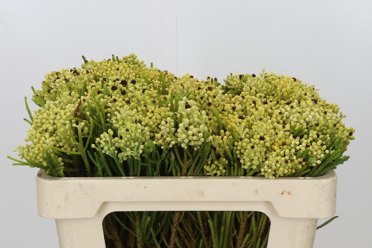 Kaaps Groen Berzelia Yellow