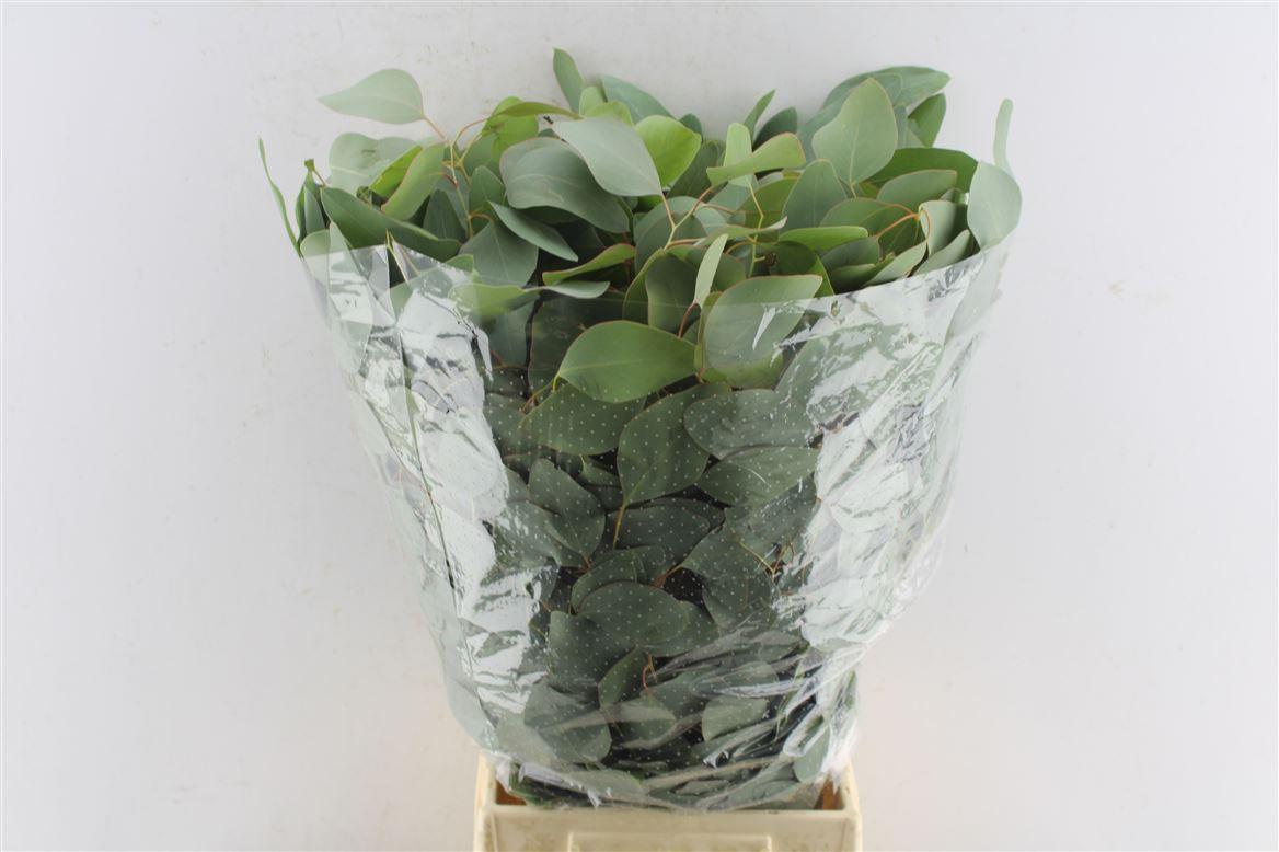 Euca Populus 300 Gram Extra Pt