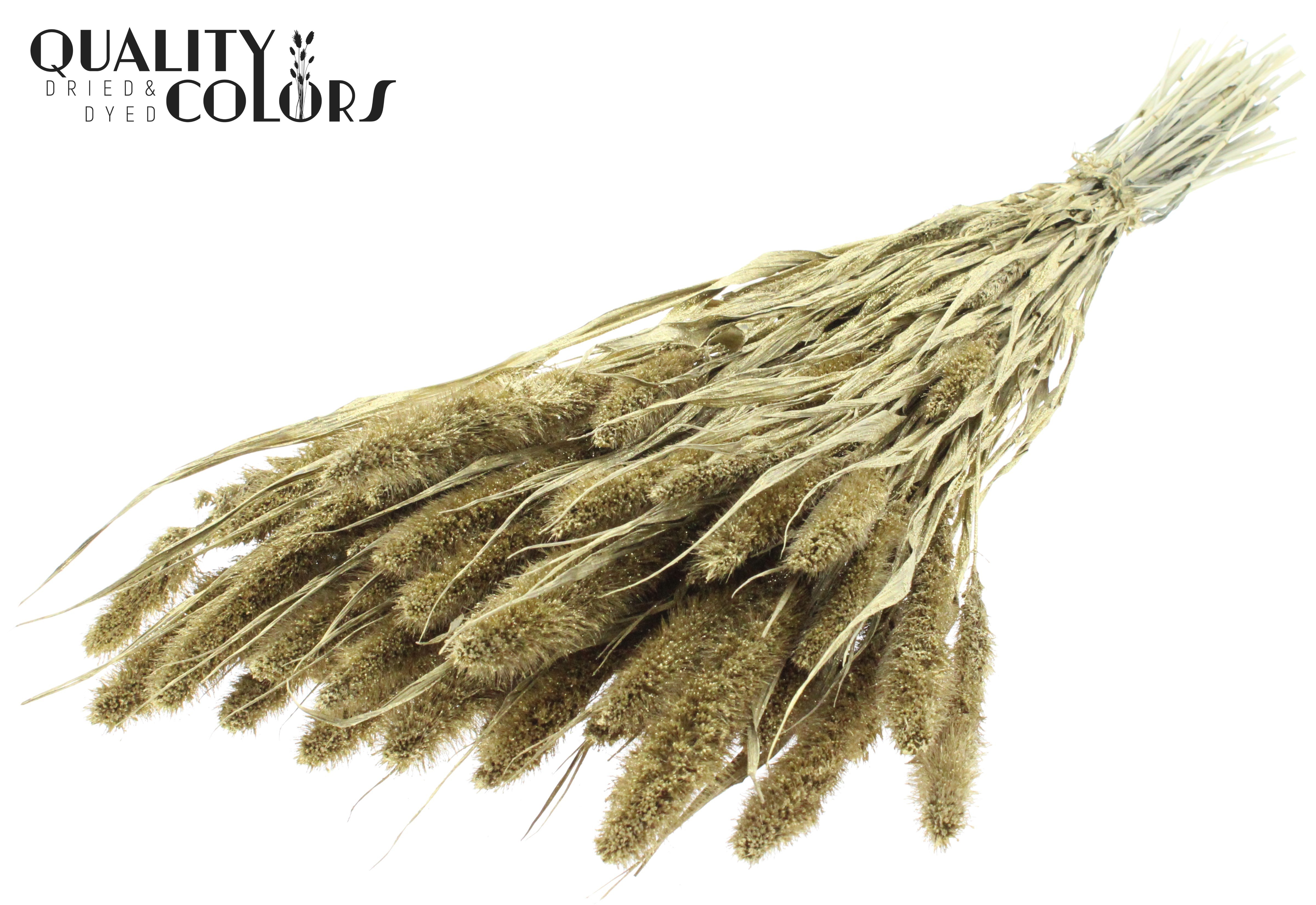 Setaria Gold + Glitter Per Bunch 70cm