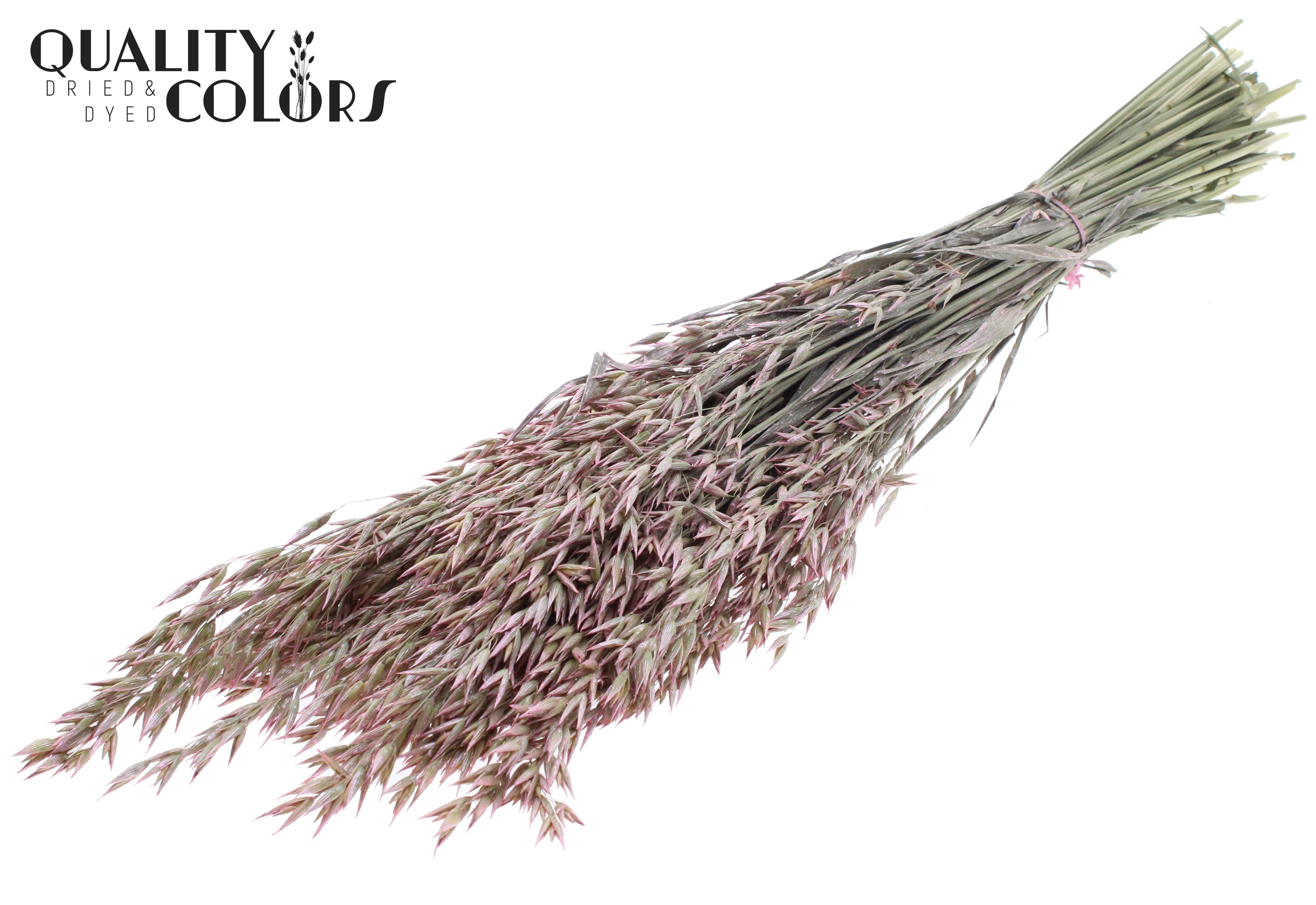 Avena Pearl Pink Per Bunch 60cm