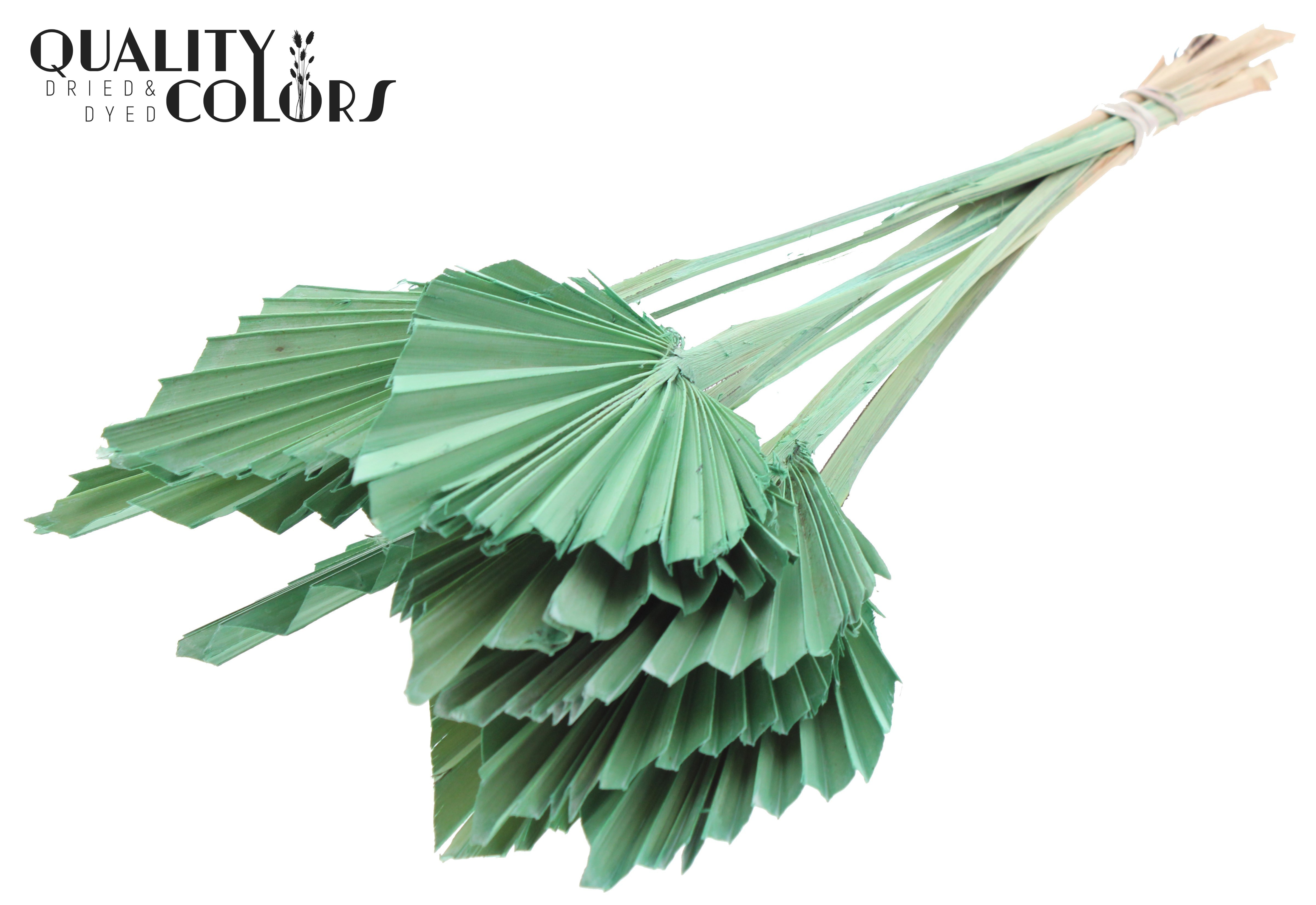 Palm Spear Frosted Mint Green 50cm