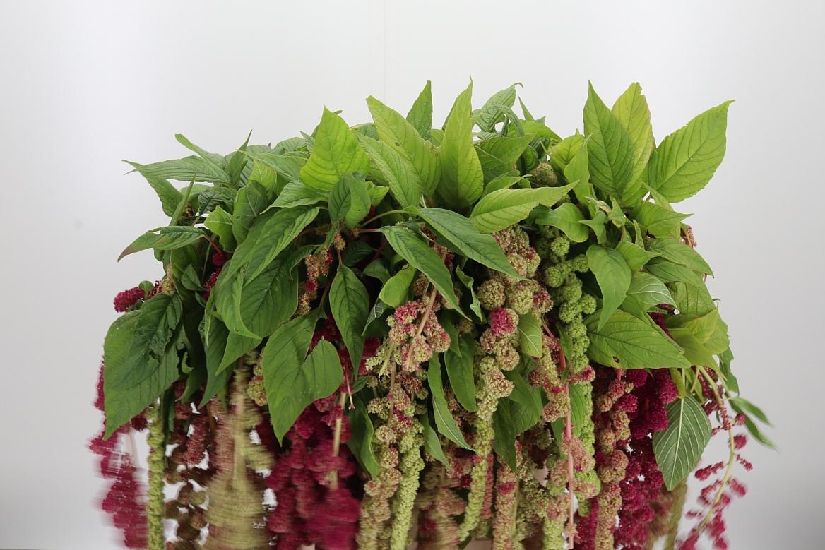 Amaranthus - Caudatus Mira