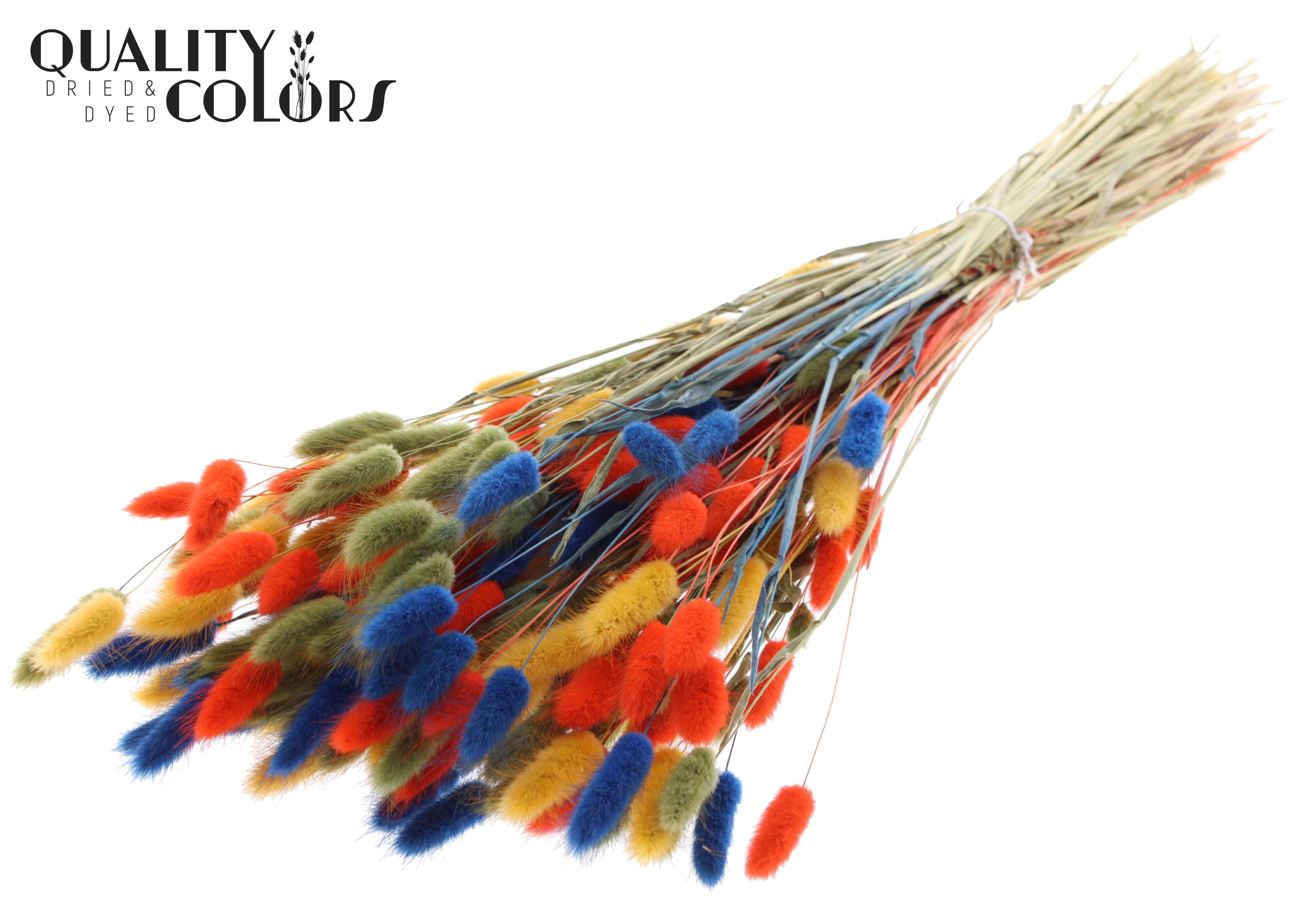 Lagurus Colourful 6 Per Bunch 70cm