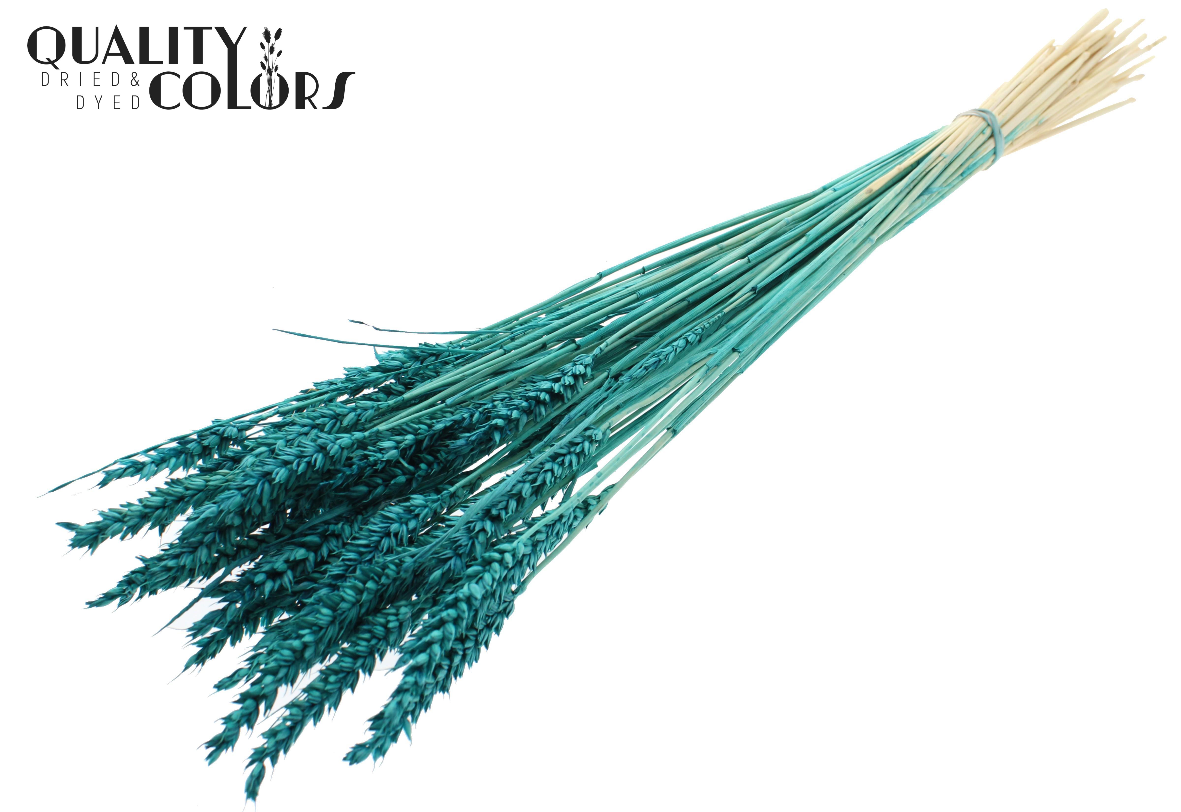 Triticum Intense Turqouise Per Bunch 60cm