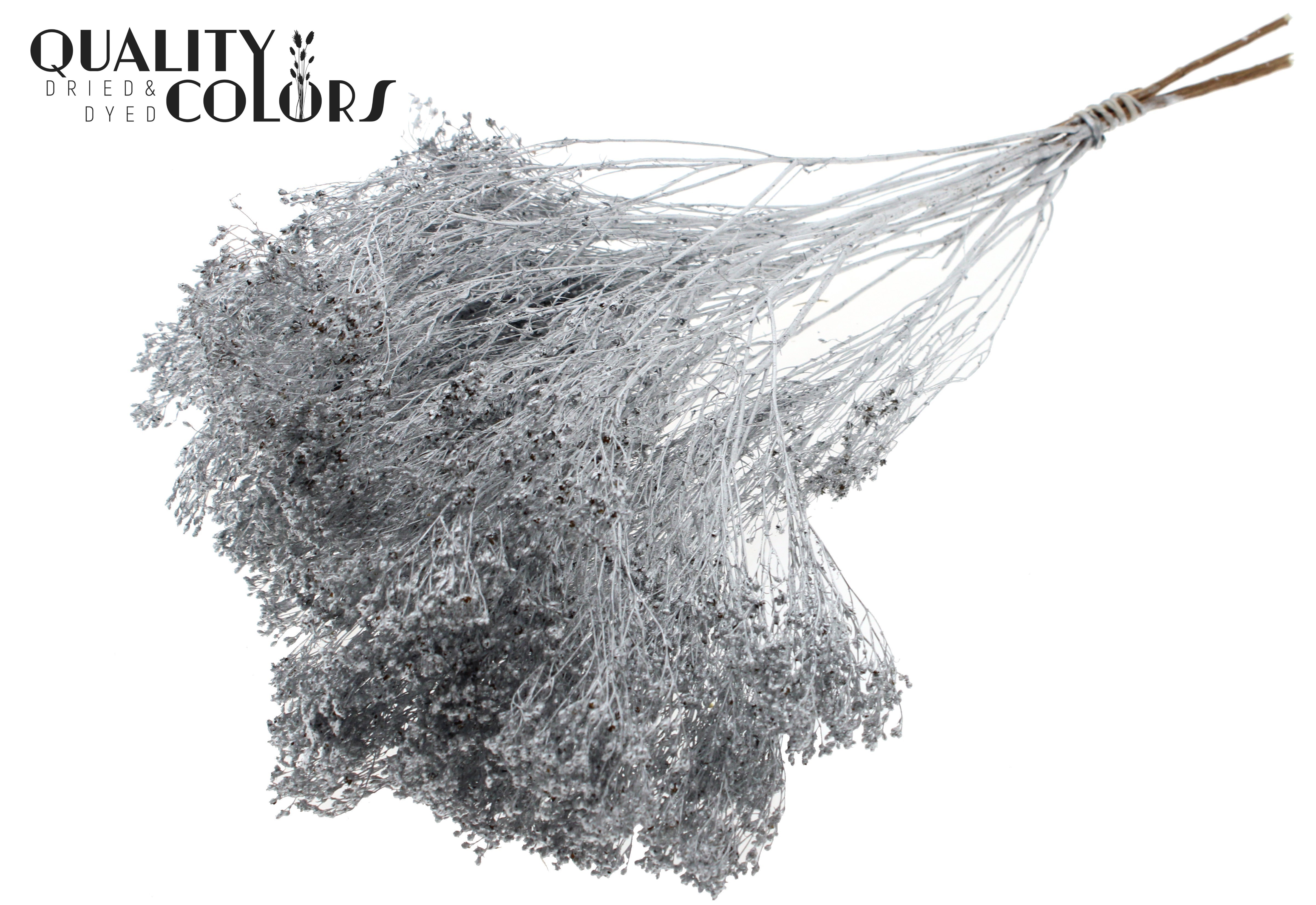 Broom Bloom Silver Per Bunch 50cm