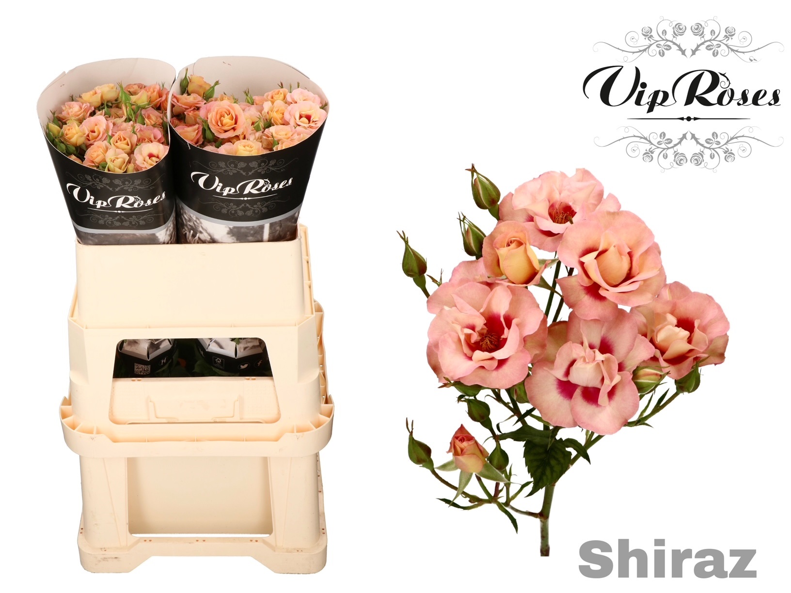 R Tr Shiraz! 70 cm