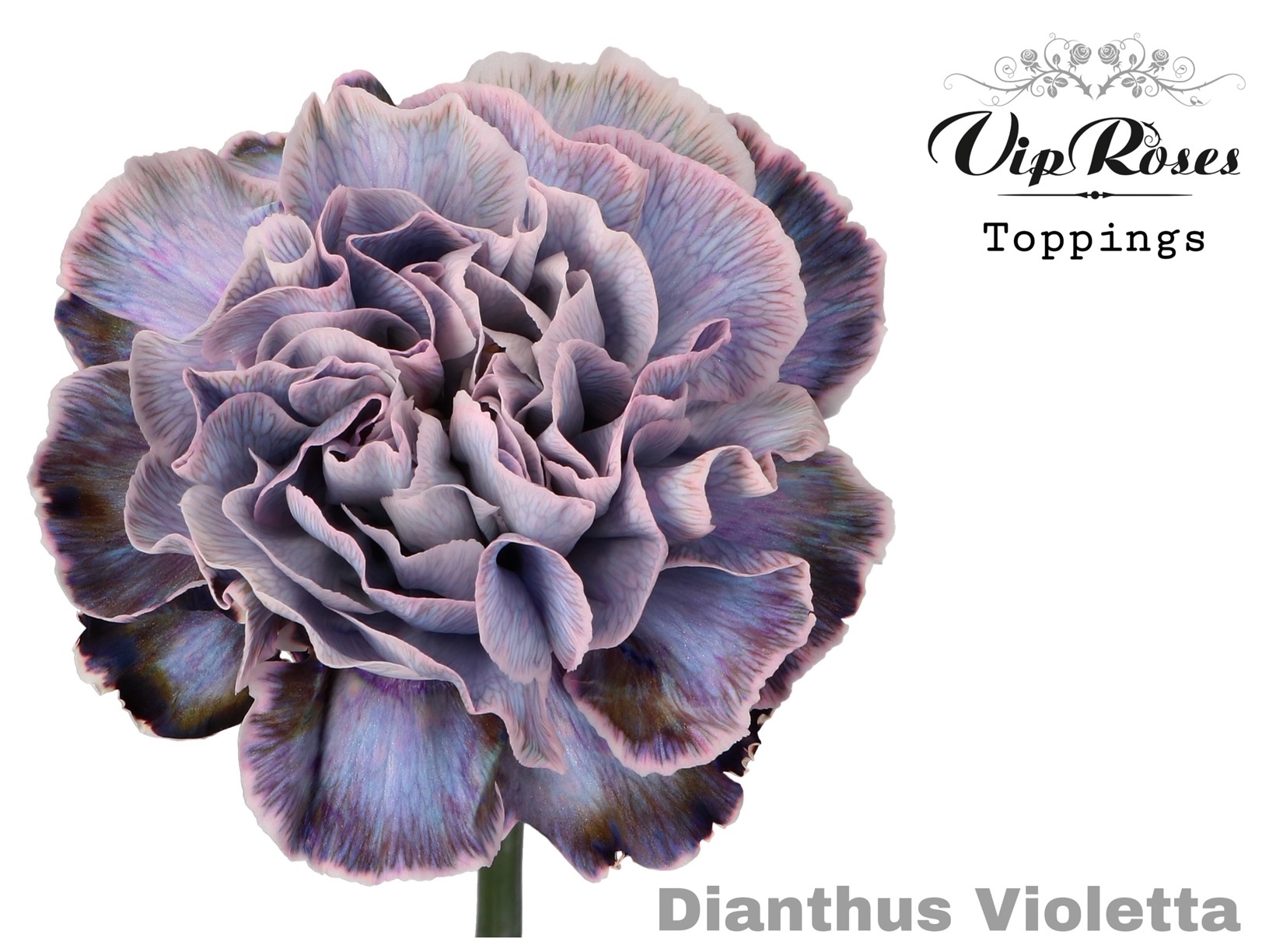 Di St Violetta 60 cm