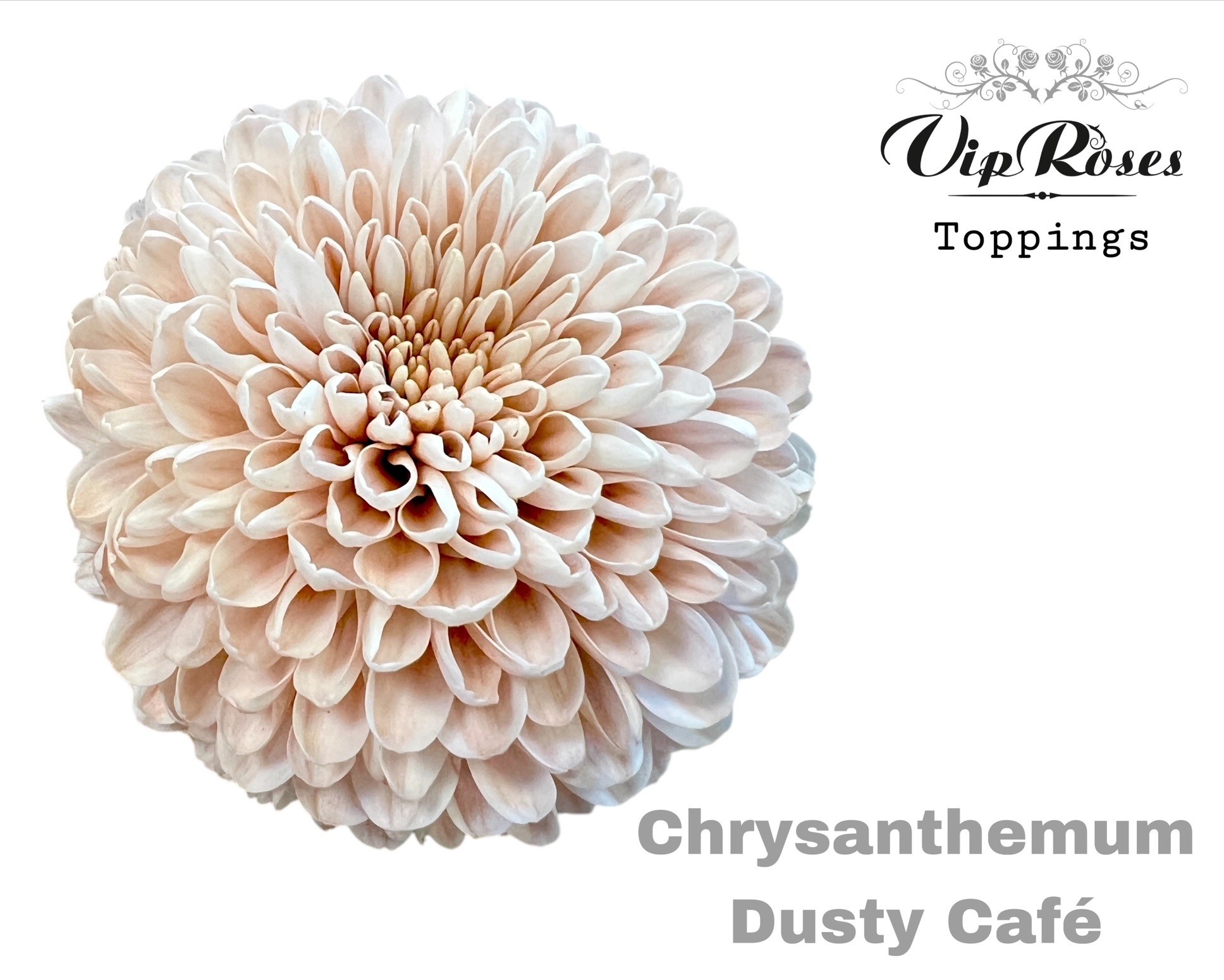 Chr G Dusty Cafe 75 cm