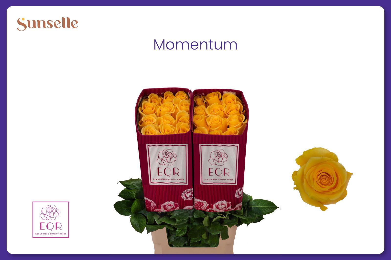 Rosa Momentum+ 70cm