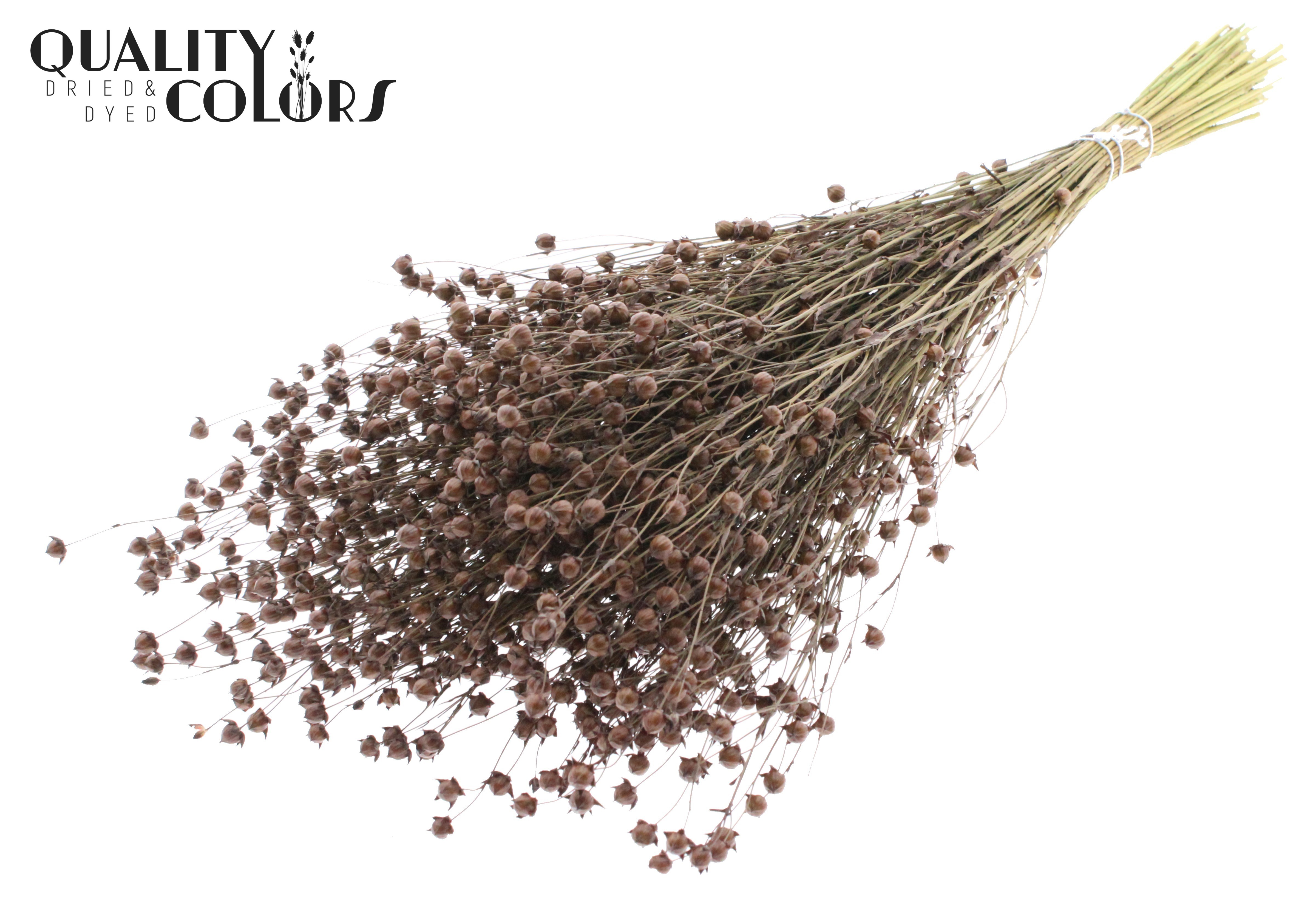 Lino Flax Brown Per Bunch 50cm
