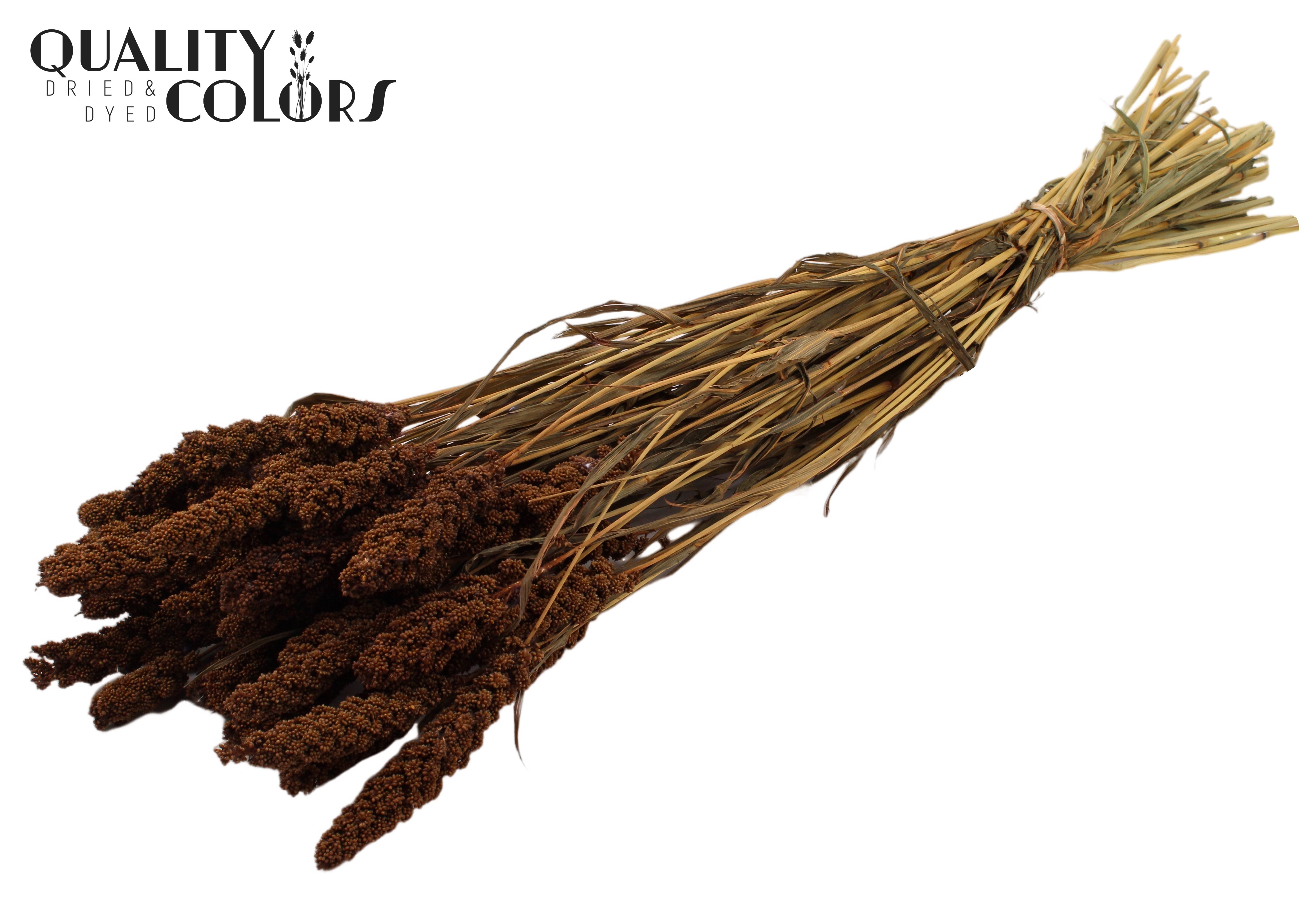 Panicum Brown Per Bunch 70cm